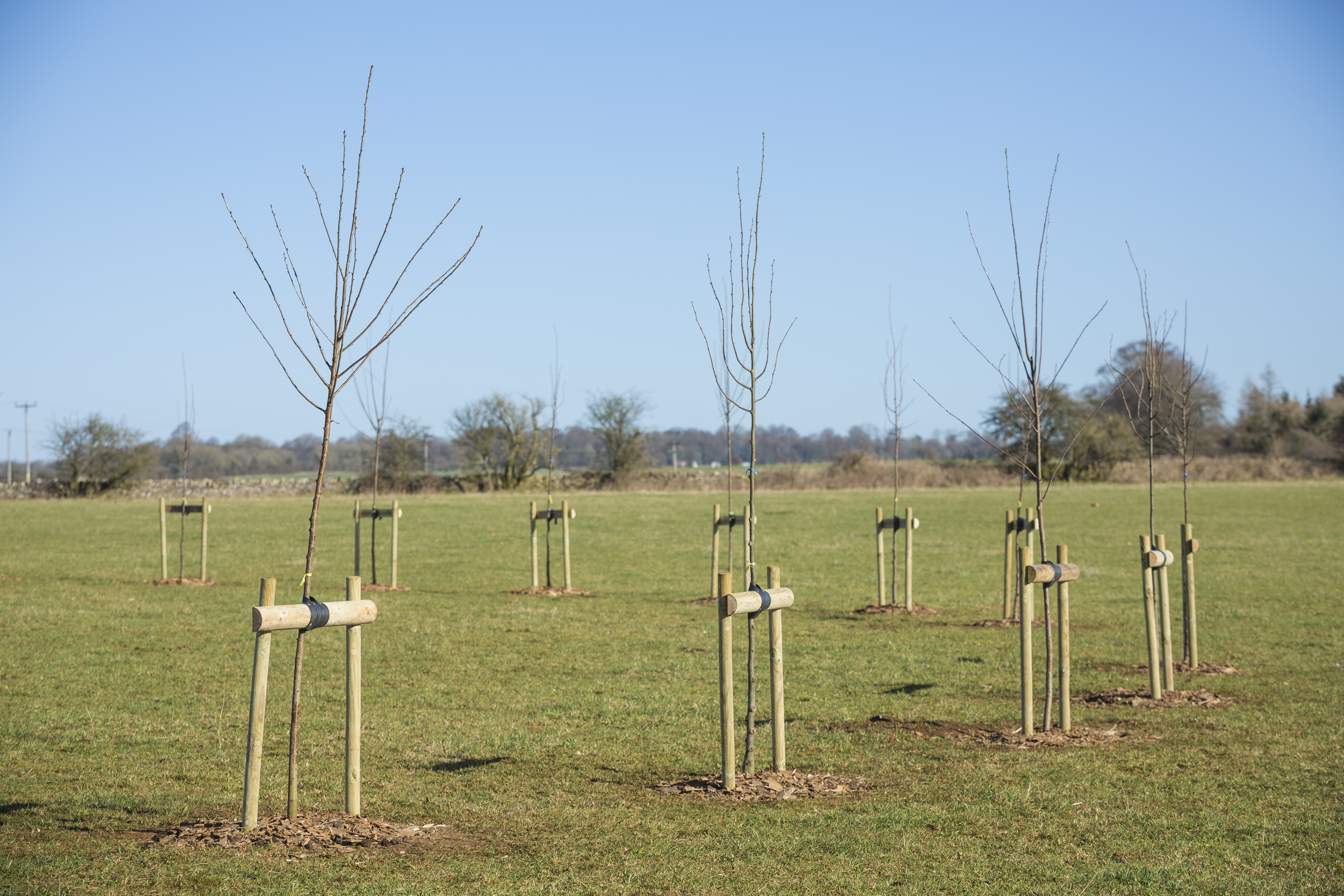 A blossom circle has been planted at Sherborne Estate, Gloucestershire
