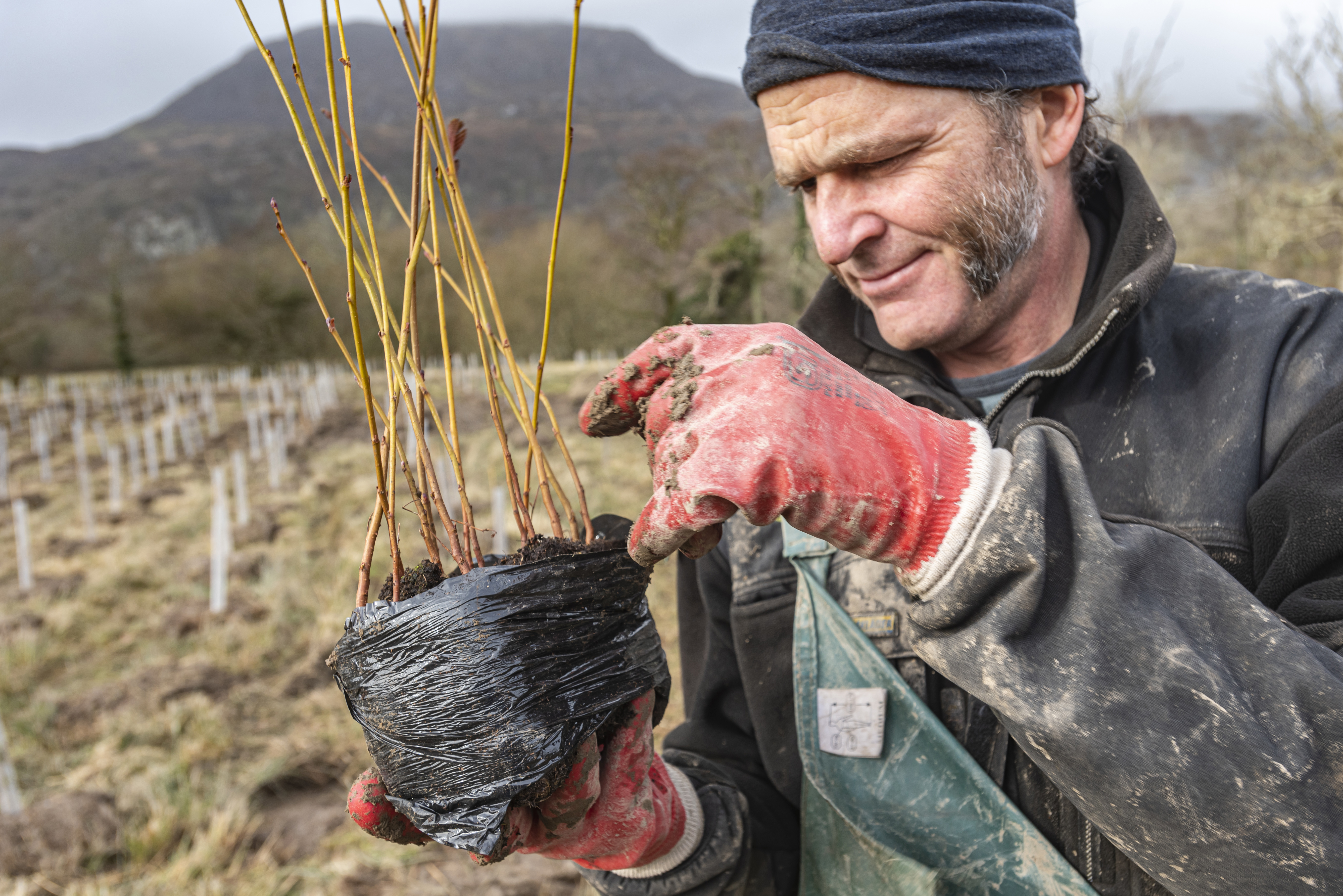 National Trust ranger David Smith prepares saplings for planting at View of tree planting at Hafod Garegog