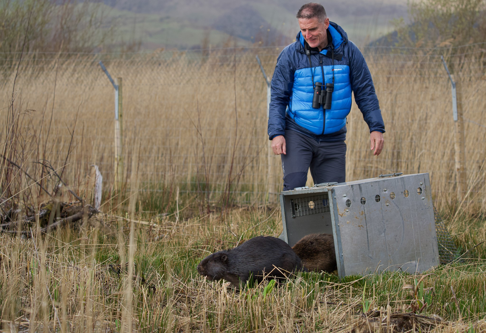 Naturalist Iolo Williams helped release the beavers, one of whom is a rare black type (Emyr Evans/Montgomeryshire Wildlife Trust/PA)