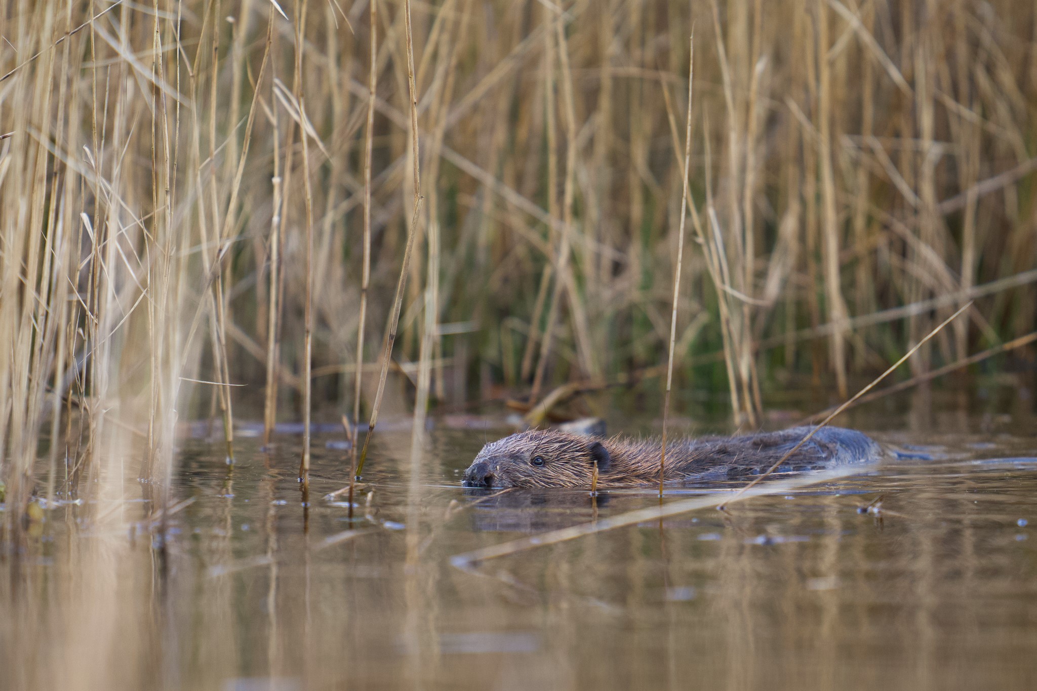 One of the beavers in the water