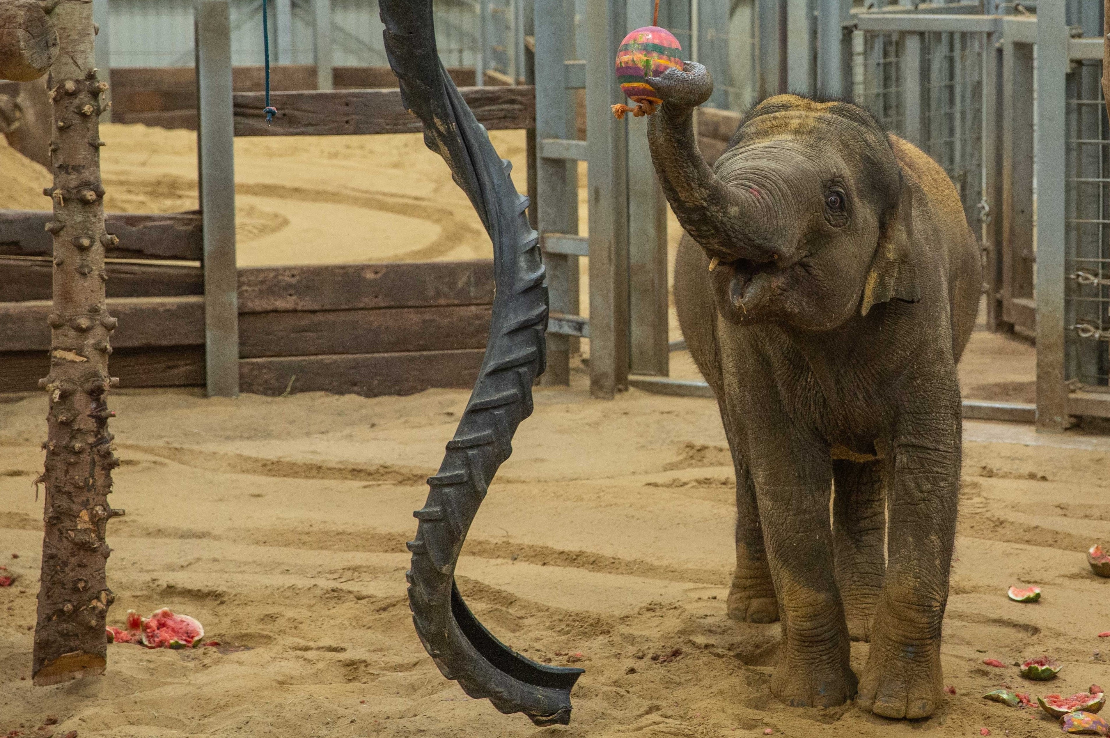 An elephant takes part in an egg hunt