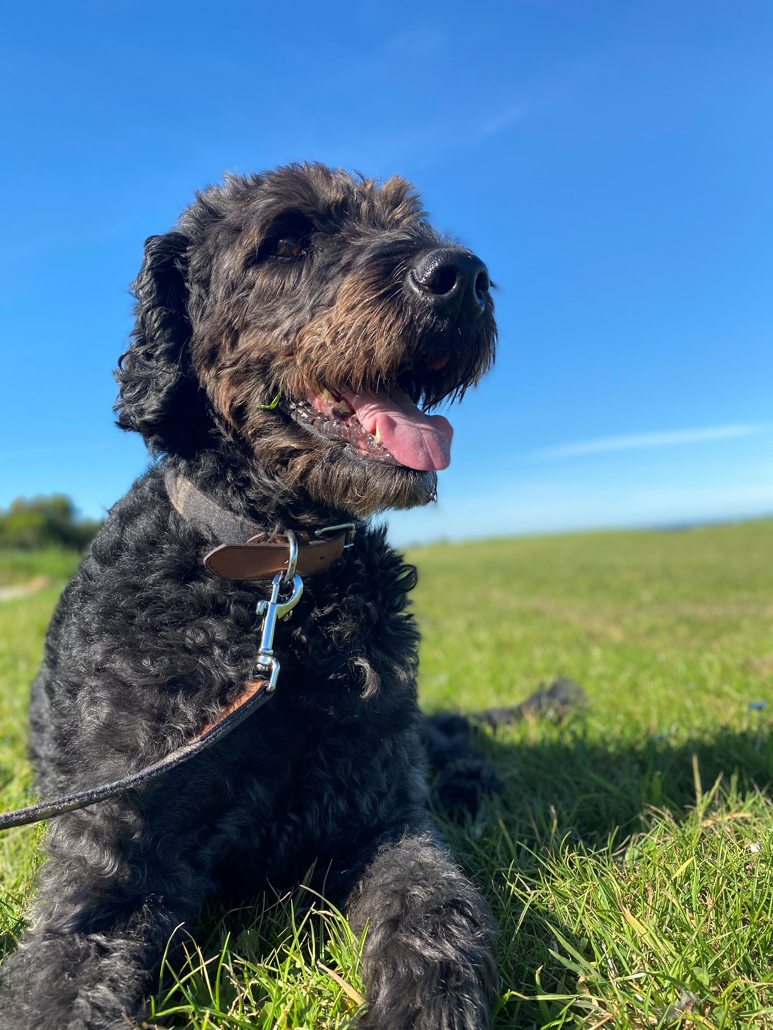 Labradoodle Bruce