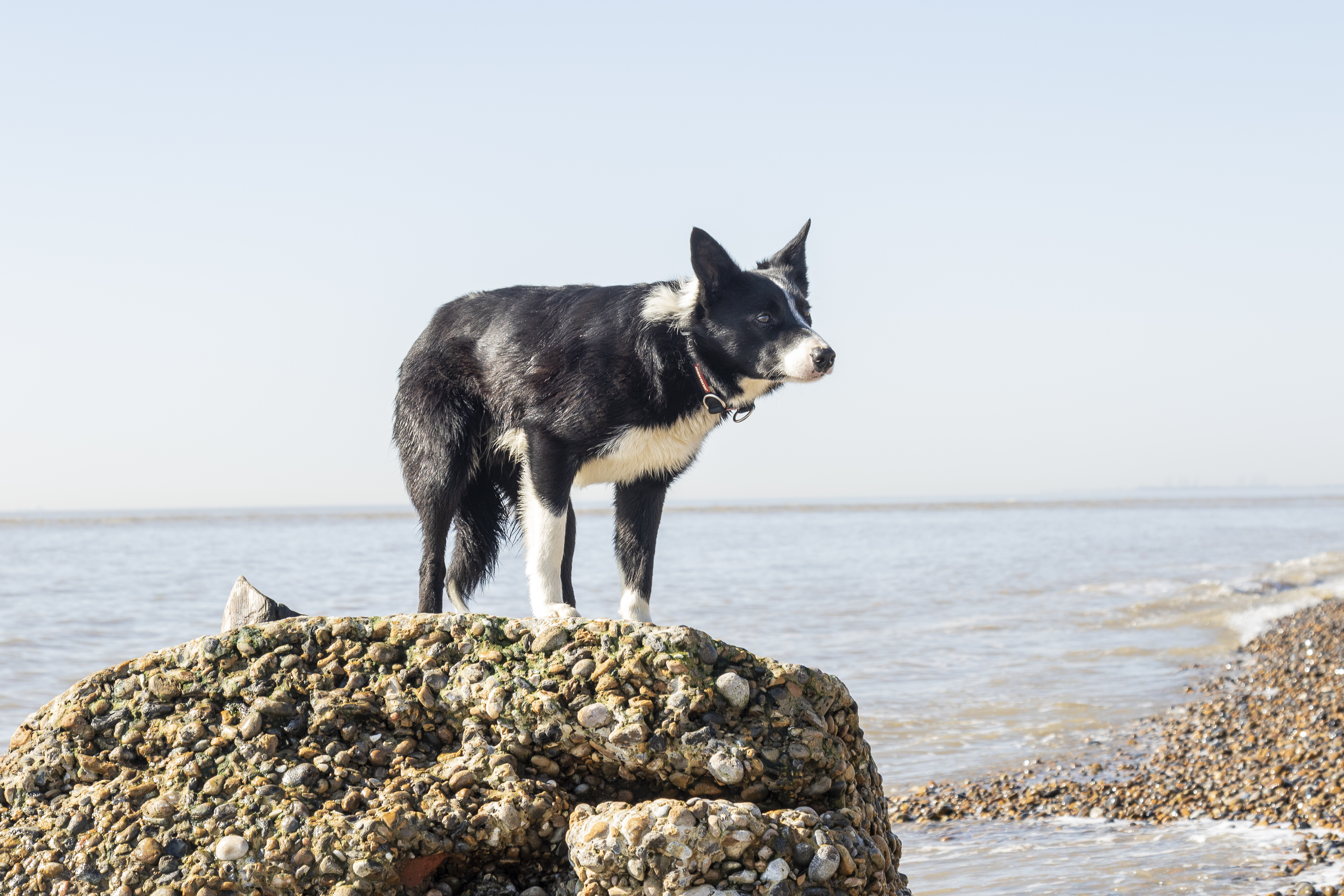 One-year-old border collie Sweep must take a boat to work as a sheepdog at Orford Ness, off the Suffolk coast. (National Trust/ Richard Scott/ PA)