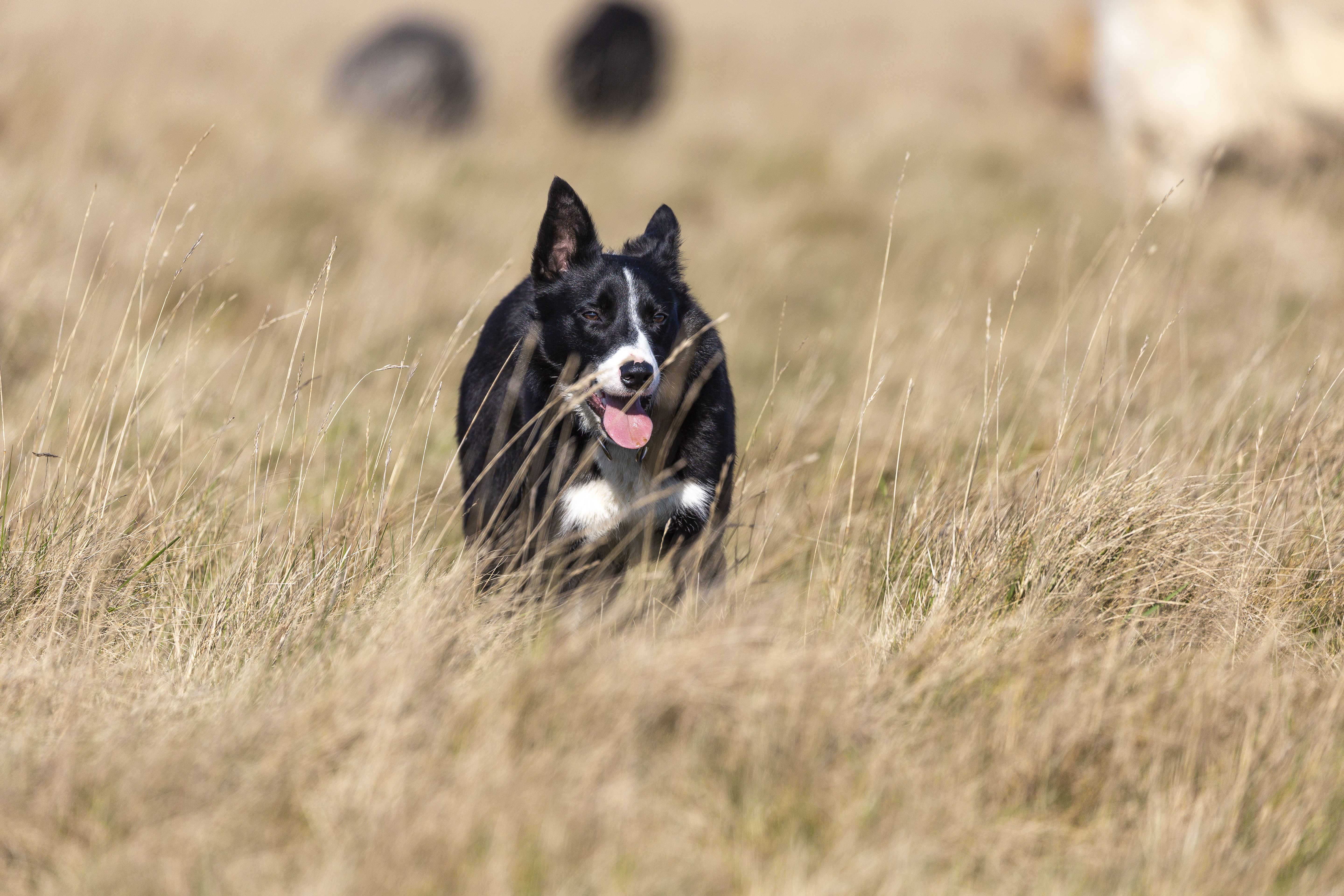 Sweep will work with rare-breed sheep (National Trust/ Richard Scott/ PA)