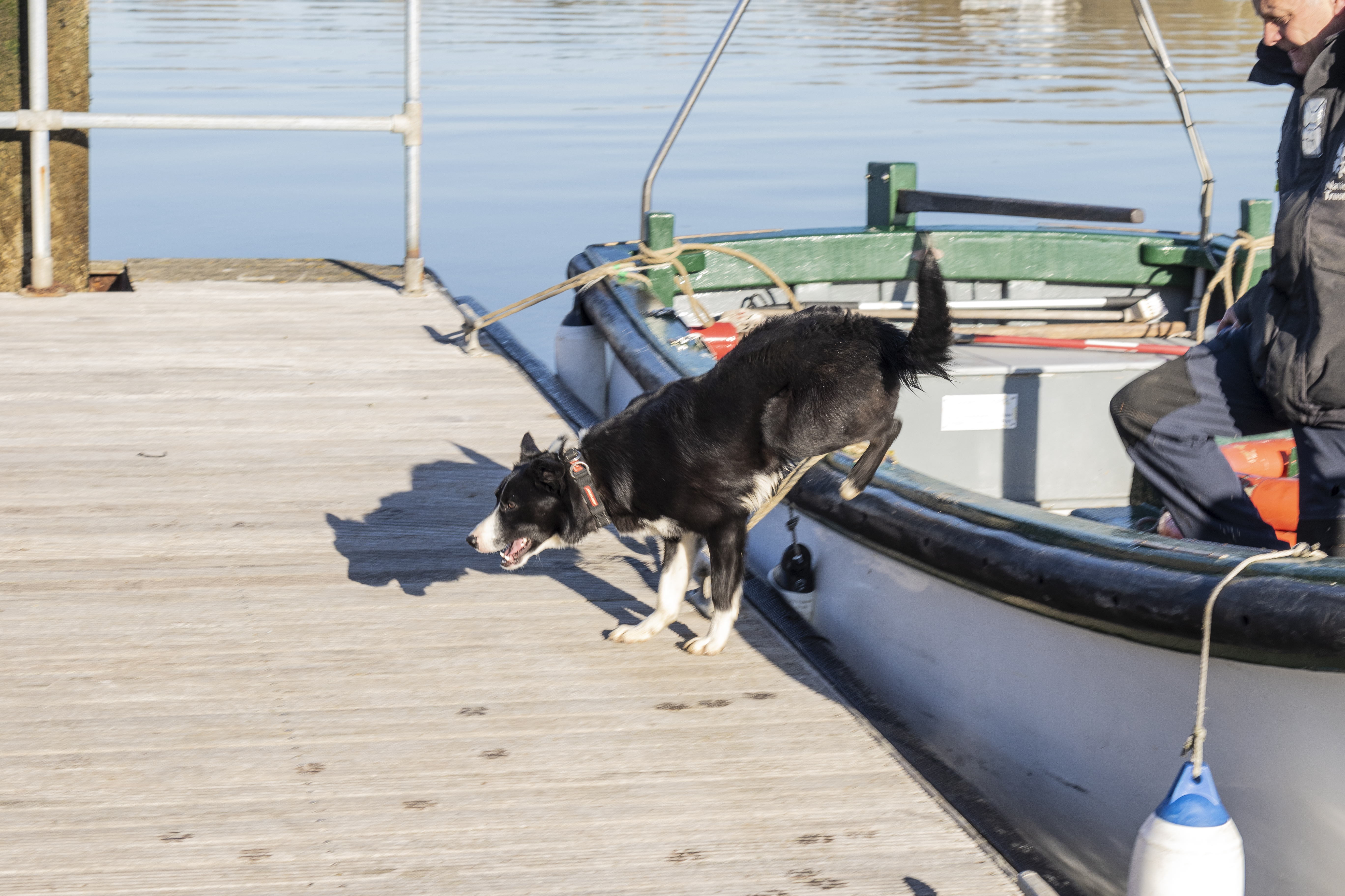 Sheepdog Sweep has found his sea legs, according to National Trust shepherd Andrew Capell. (National Trust/ Richard Scott/ PA)