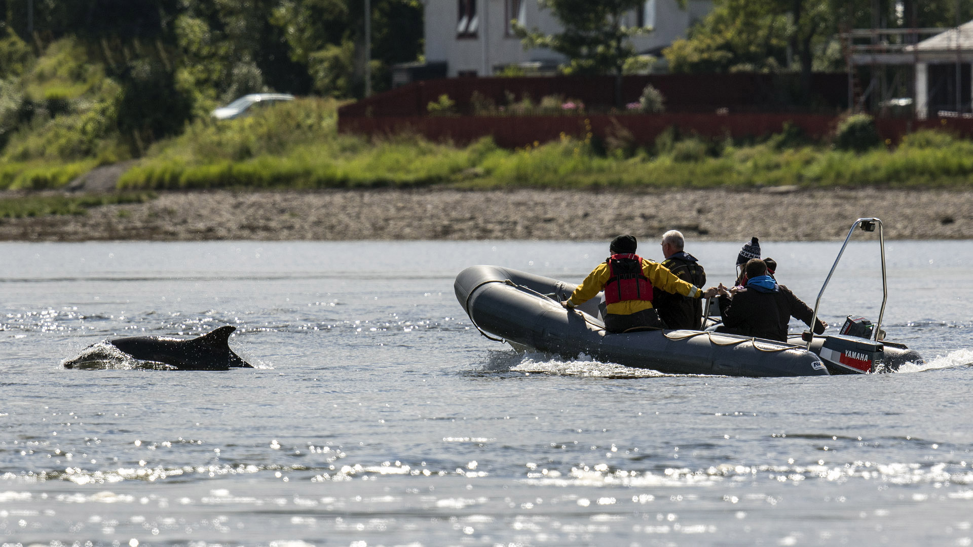 A rib near a dolphin close to the shore