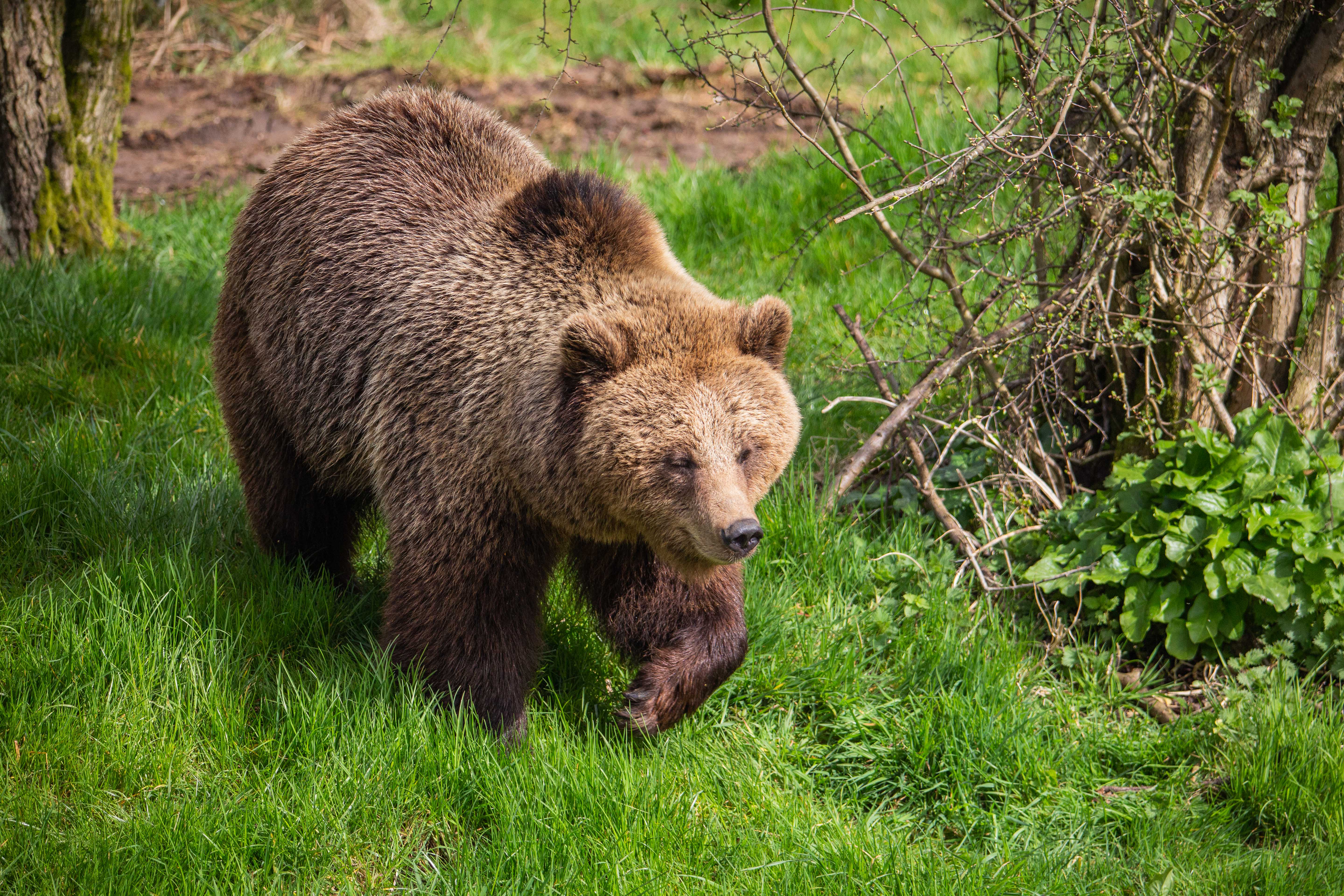 Two bears at Whipsnade Zoo have woken up just in time for the reopening of the attraction