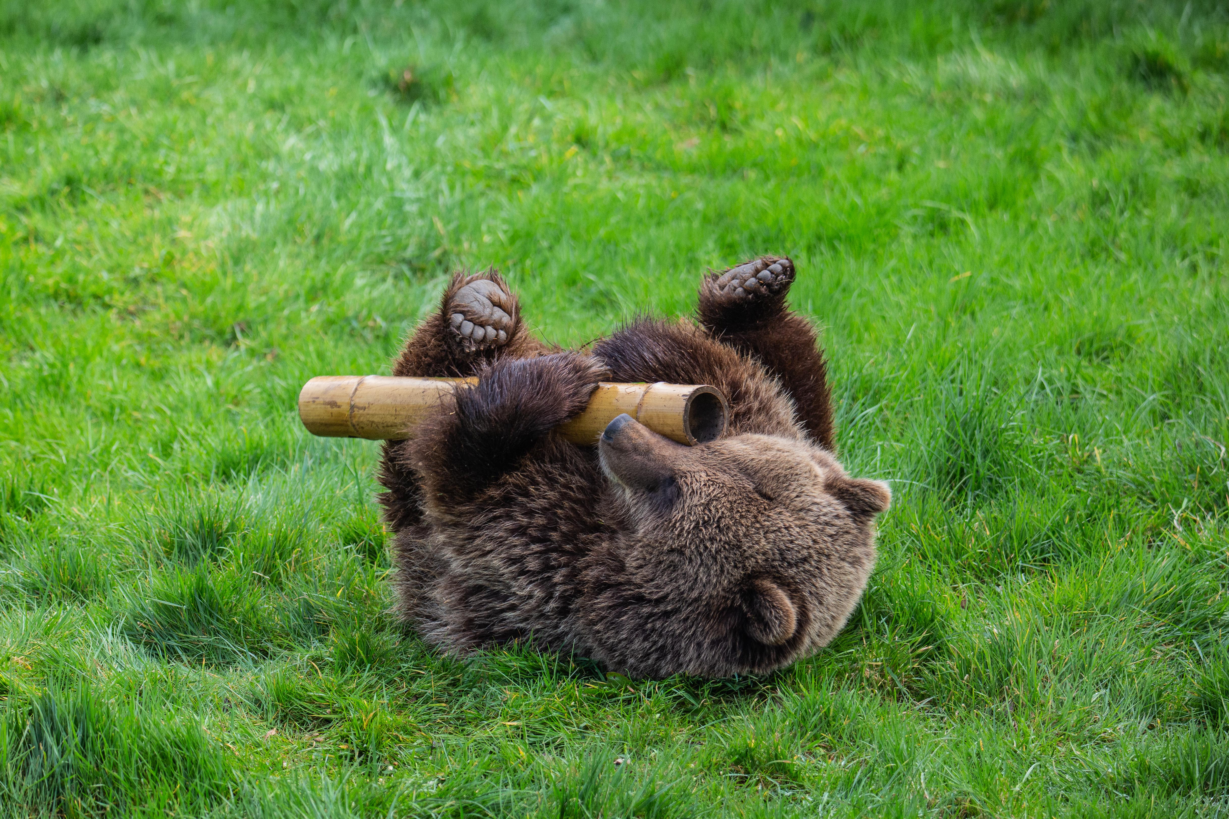 Two bears at Whipsnade Zoo have woken up just in time for the reopening of the attraction