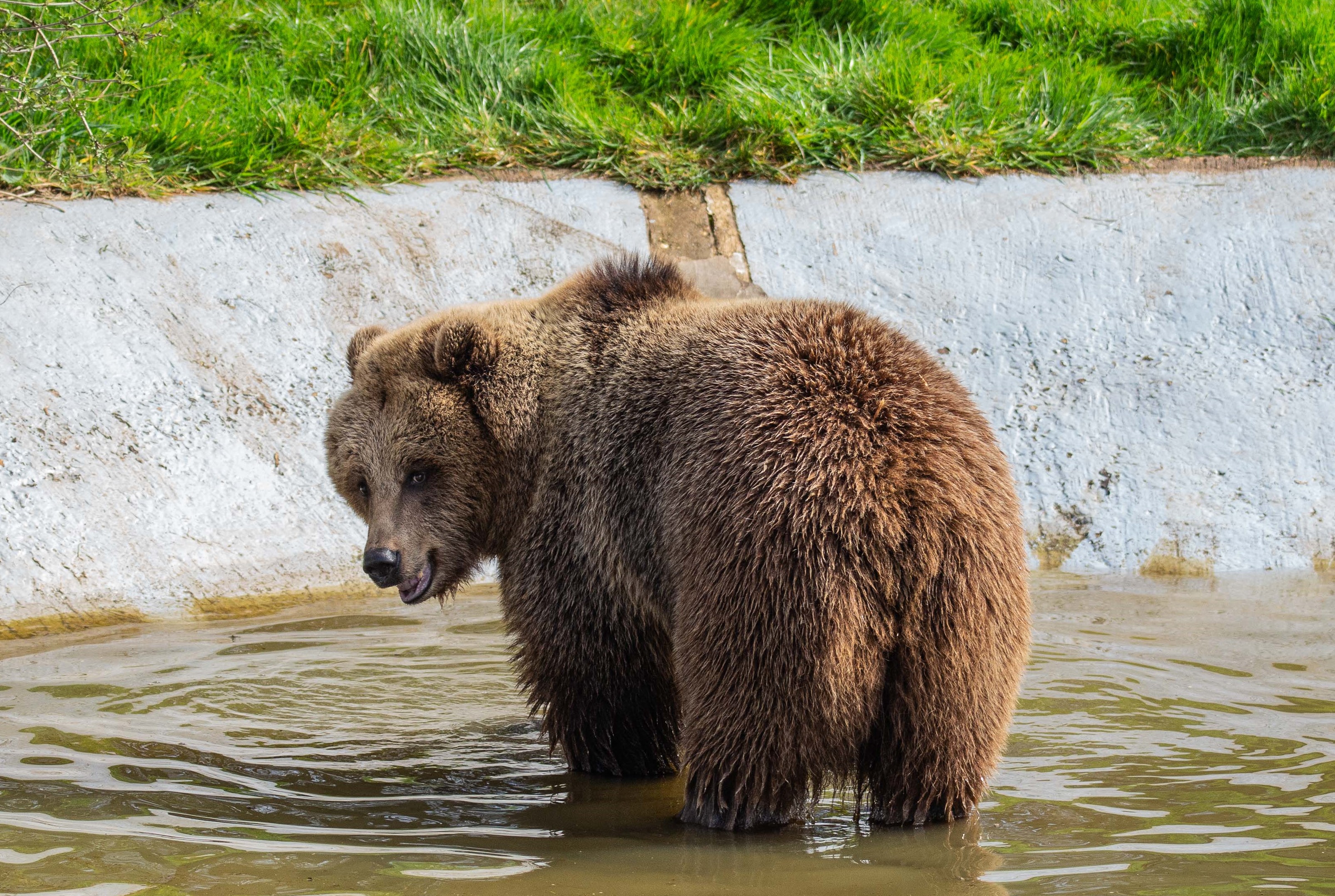 Two bears at Whipsnade Zoo have woken up just in time for the reopening of the attraction