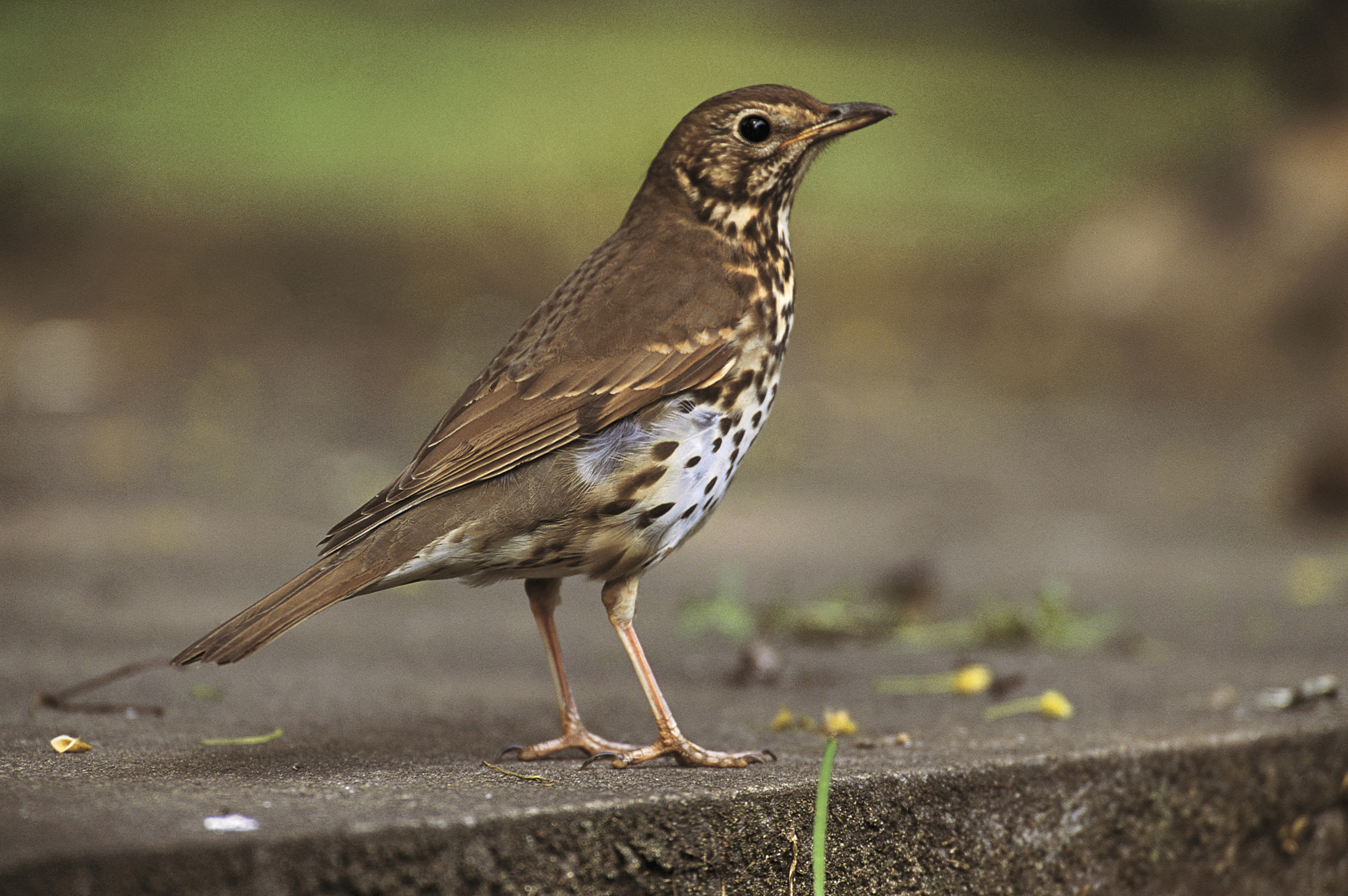 Song Thrush