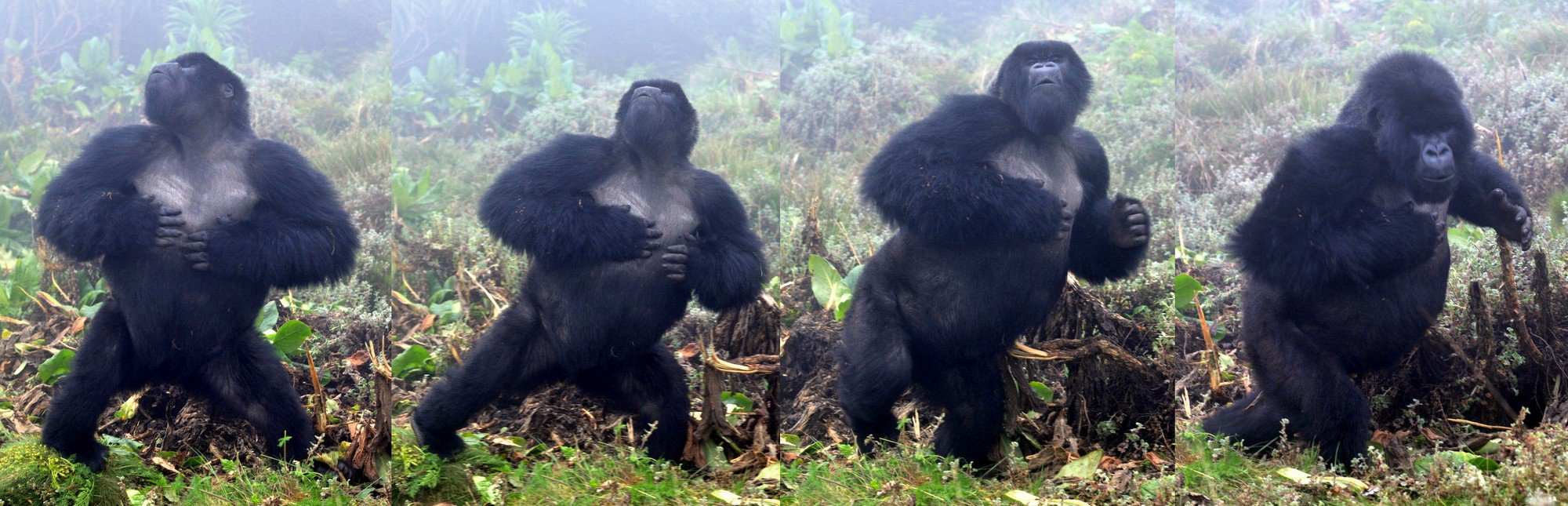 cute baby silverback gorilla pounding chest