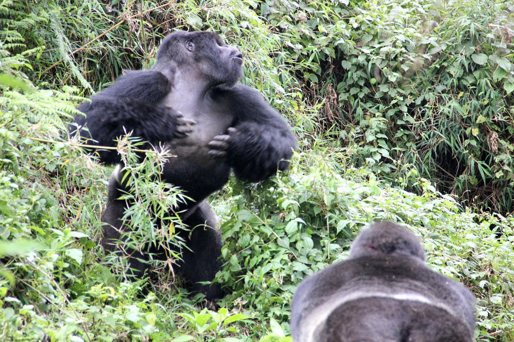 A silverback gorilla chest beating during an inter-group interaction