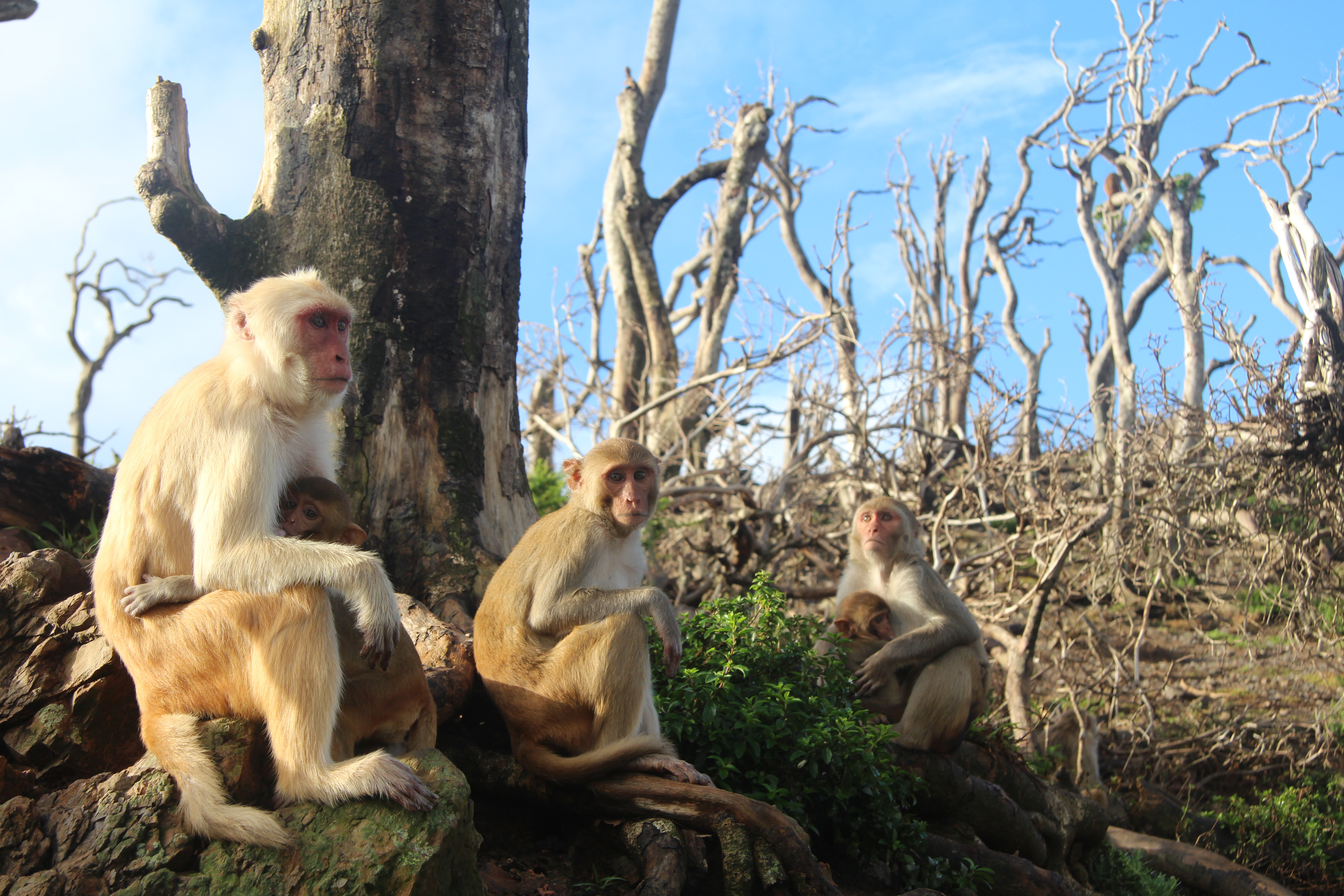 Female rhesus macaques and their infants sitting close to one another in a bare landscape on Cayo Santiago