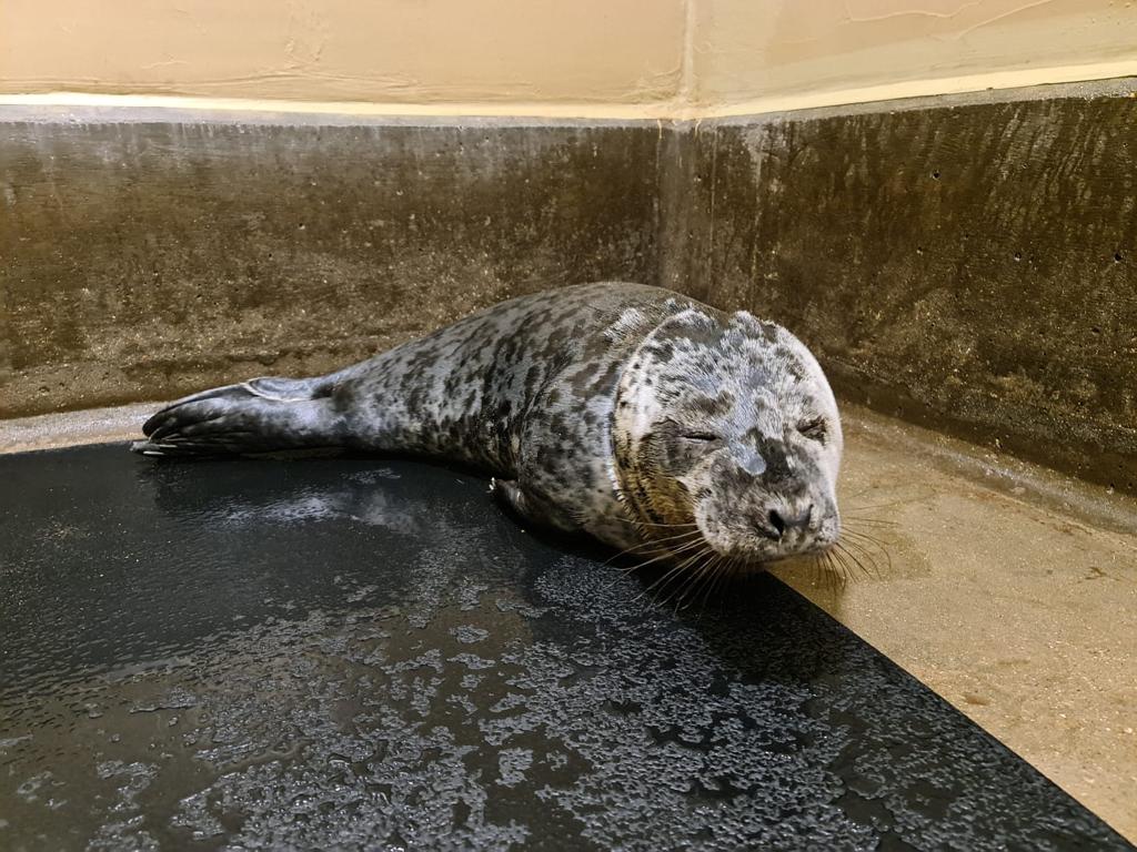 Gnocchi the seal is recovering at the RSPCA East Winch Wildlife Centre near King's Lynn, Norfolk after the plastic was removed from his neck. (RSPCA/ PA)