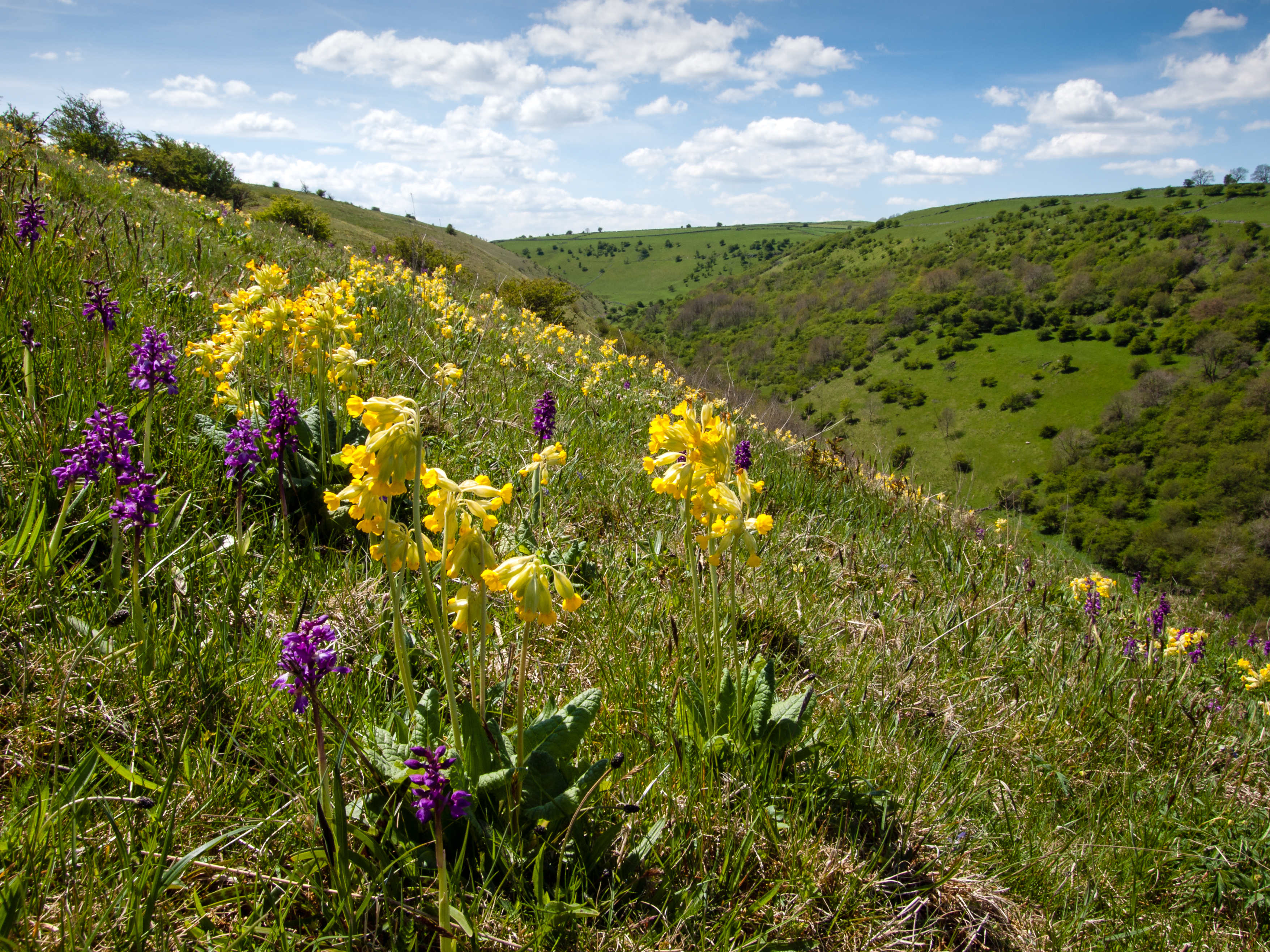 Cowslips and early-purple orchids flowering on the upper slopes of the Plantlife Nature Reserve at Deep Dale, Derbyshire (Roger Butterfield/Plantlife/PA)