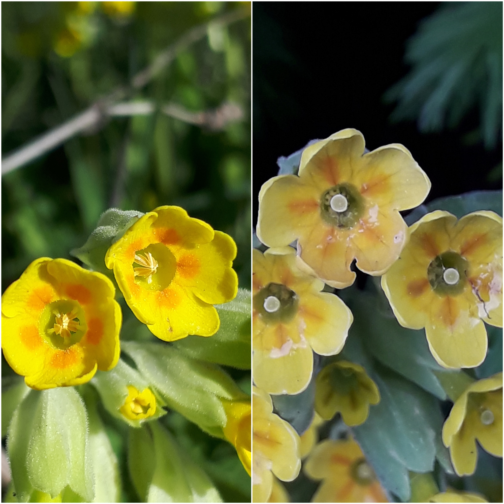 The two types of cowslip: S morph (left) with stamen or male parts of the flower easy to spot, and L morph (right) with female part or stigma visible (Plantlife/PA)