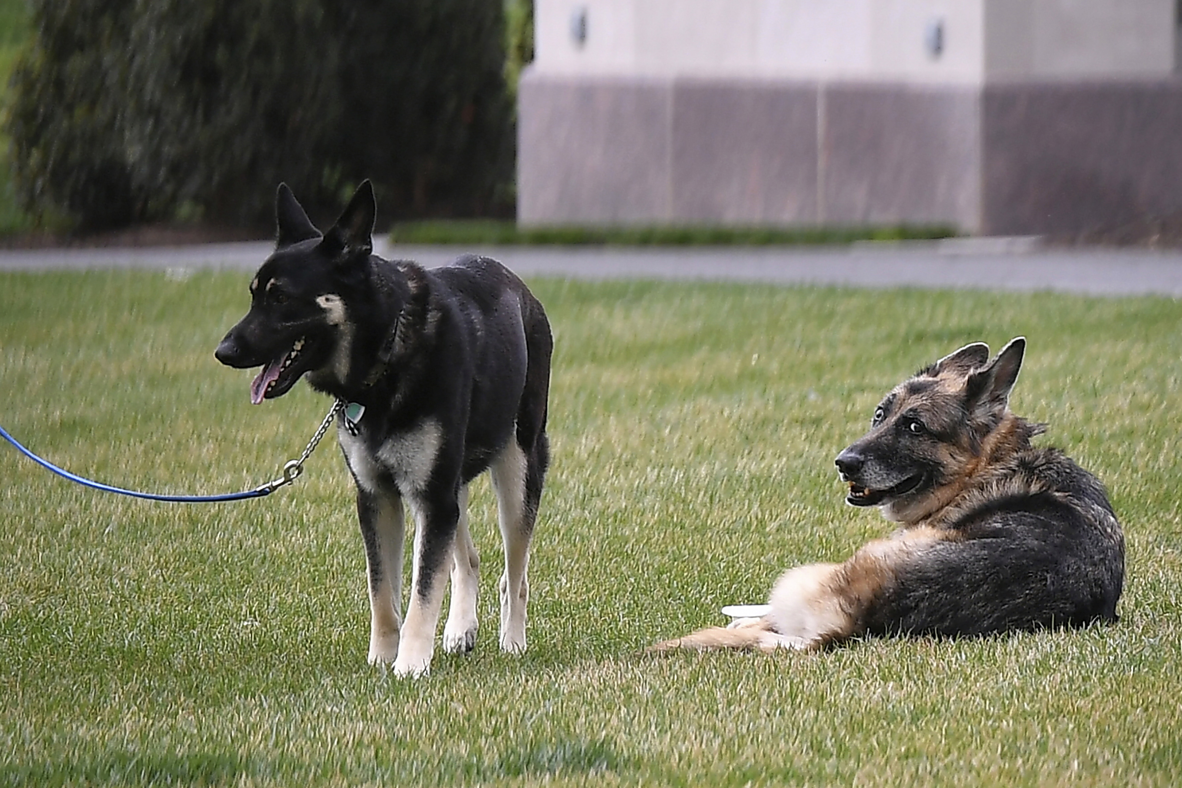 President Joe Biden and first lady Jill Biden's dogs Champ, right, and Major are seen on the South Lawn of the White House in Washington 