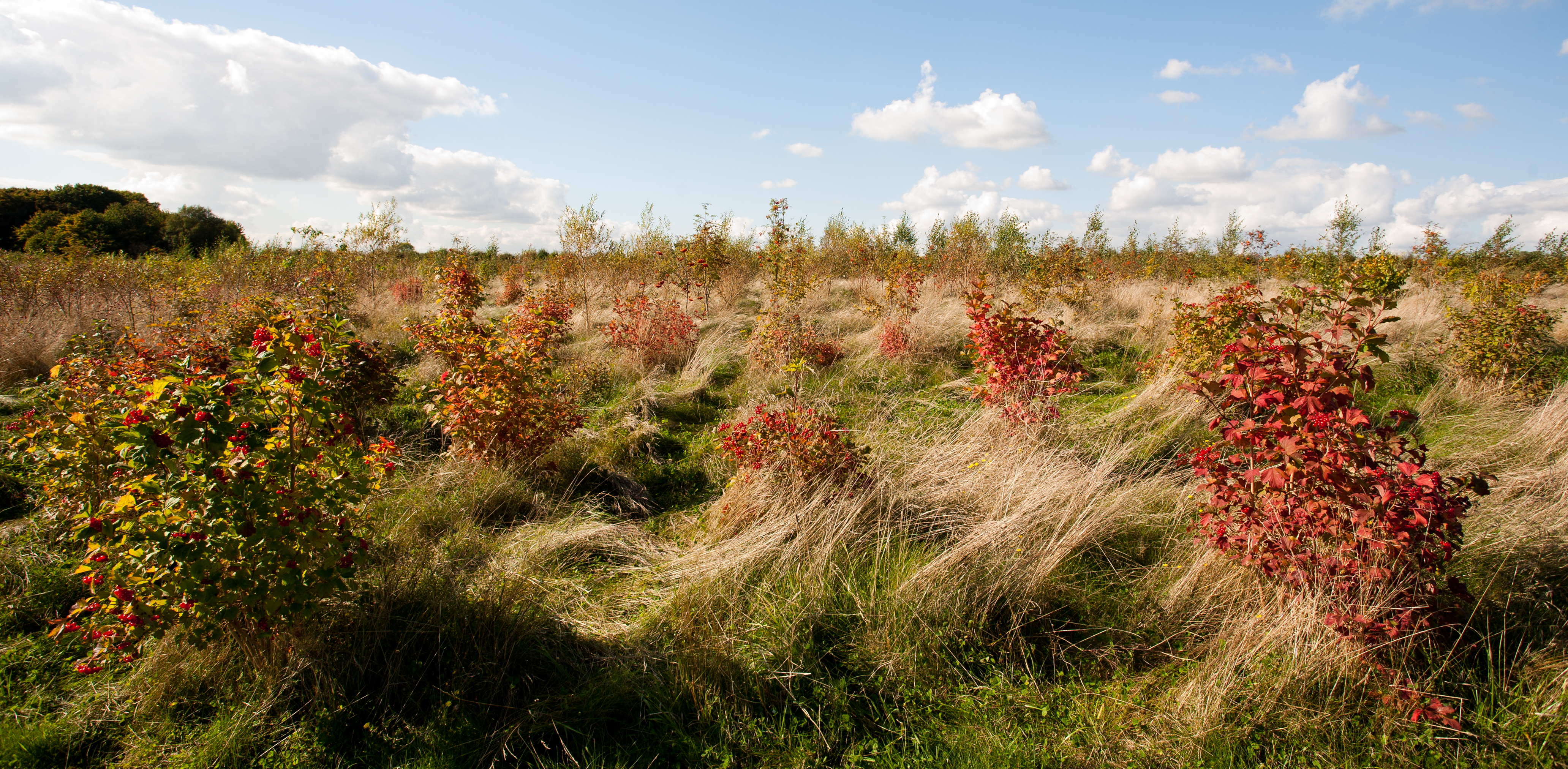 Young woodland at Heartwood Forest (Judith Parry/WTML/PA)