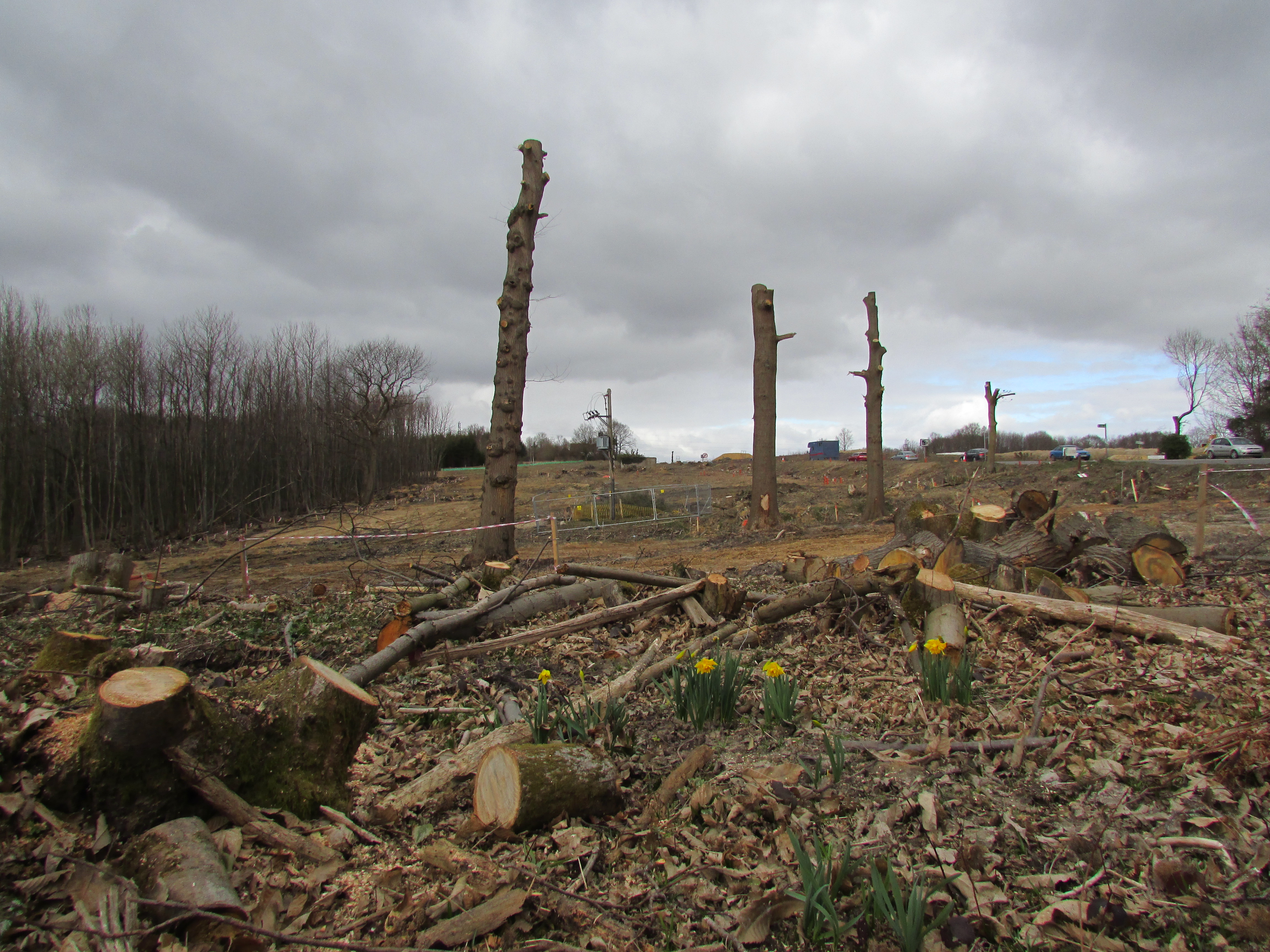 Woodland cleared for road development
