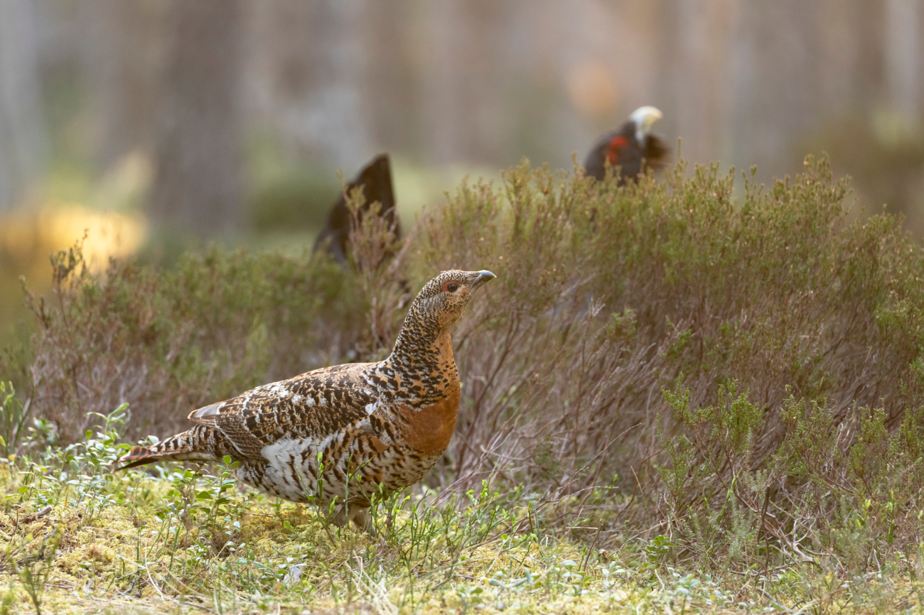 Female capercaillie with male behind