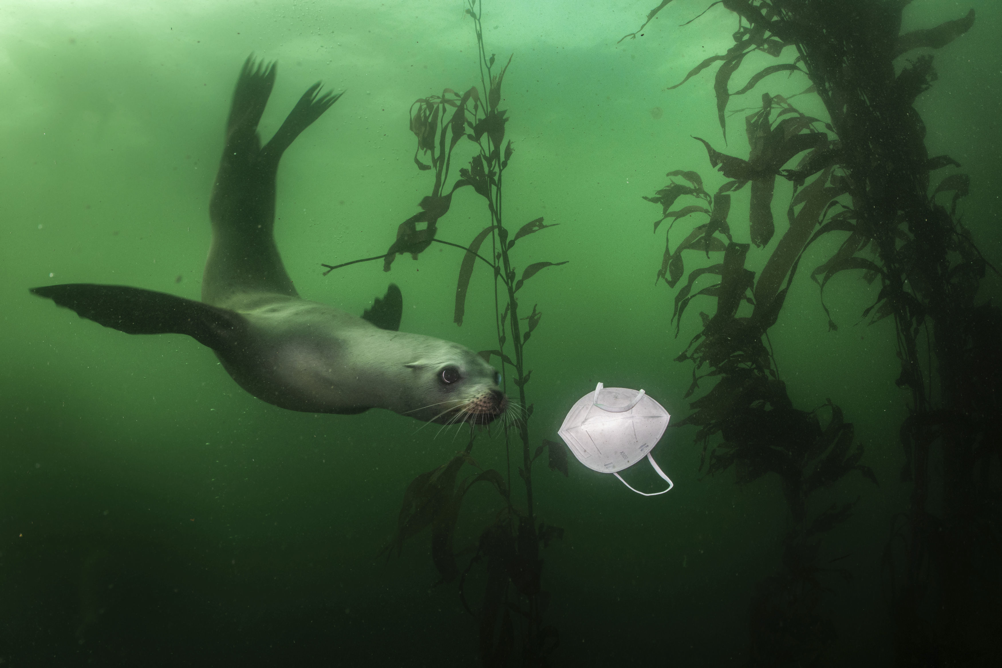 California Sea Lion Plays with Mask