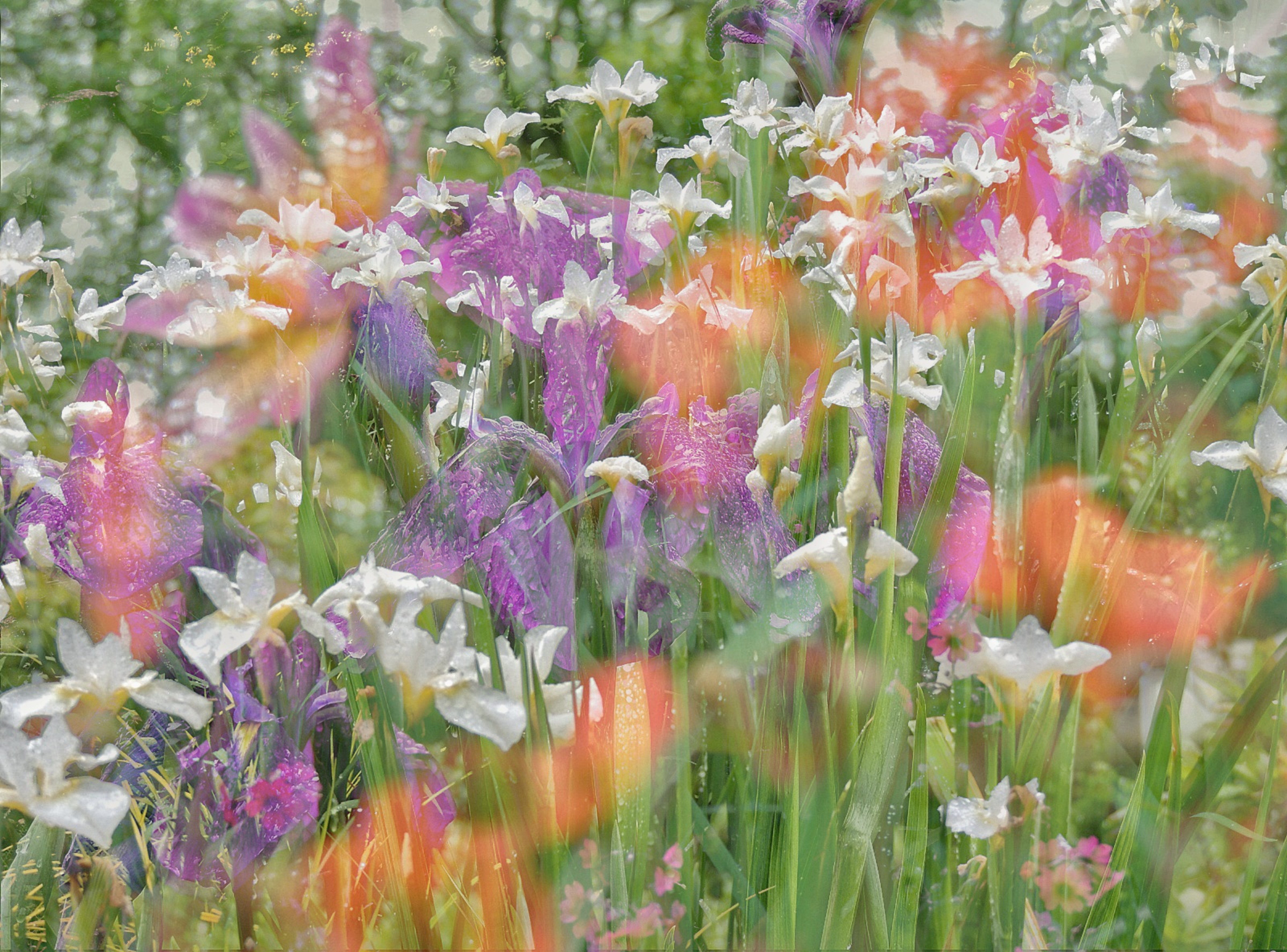 The overall young winner shot 'Fantasy flowers' (Jack Sedgwick/RHS/PA)