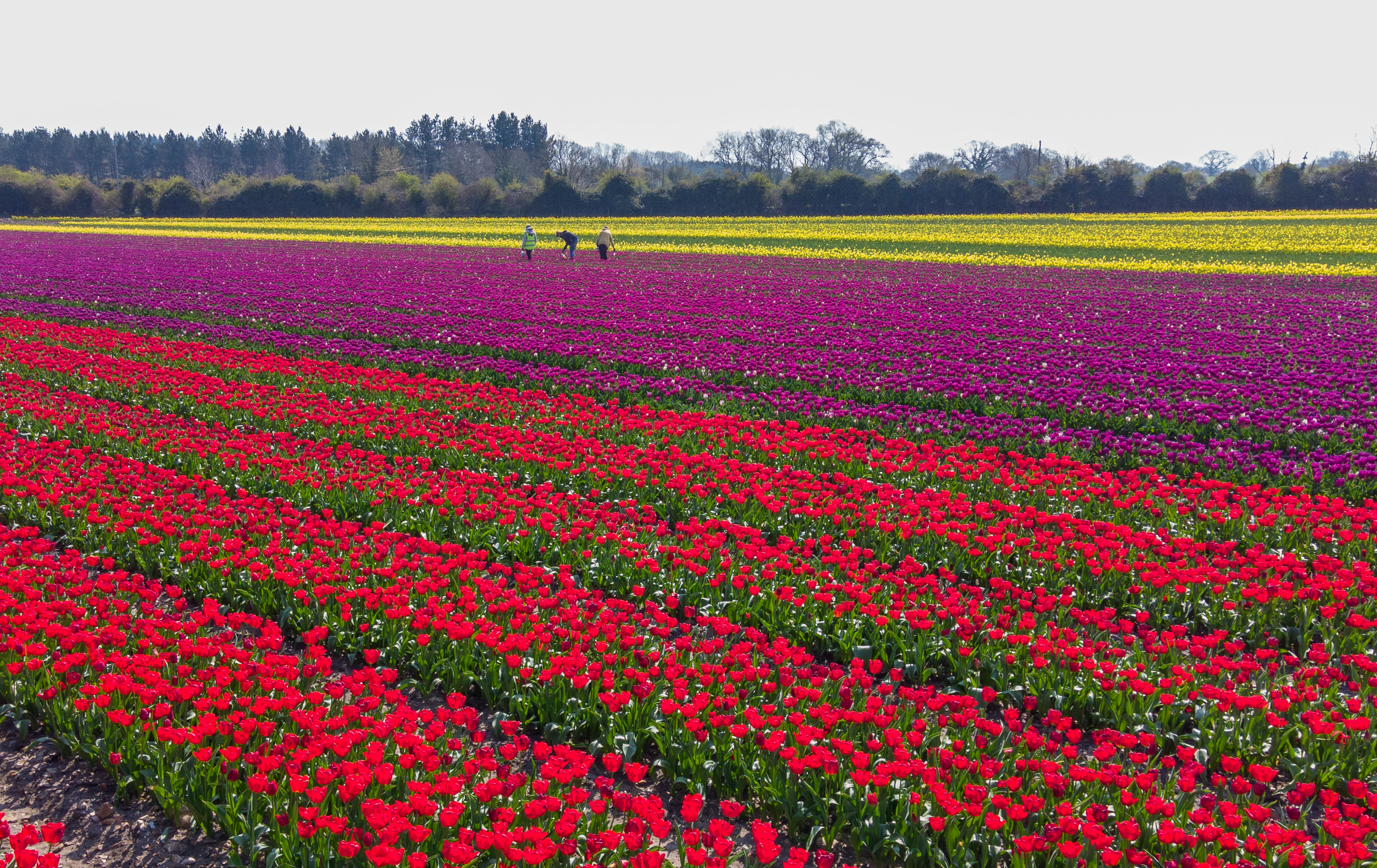 Workers make their way along rows of tulips which have burst into colour in fields near King's Lynn in Norfolk. (Joe Giddens/ PA)