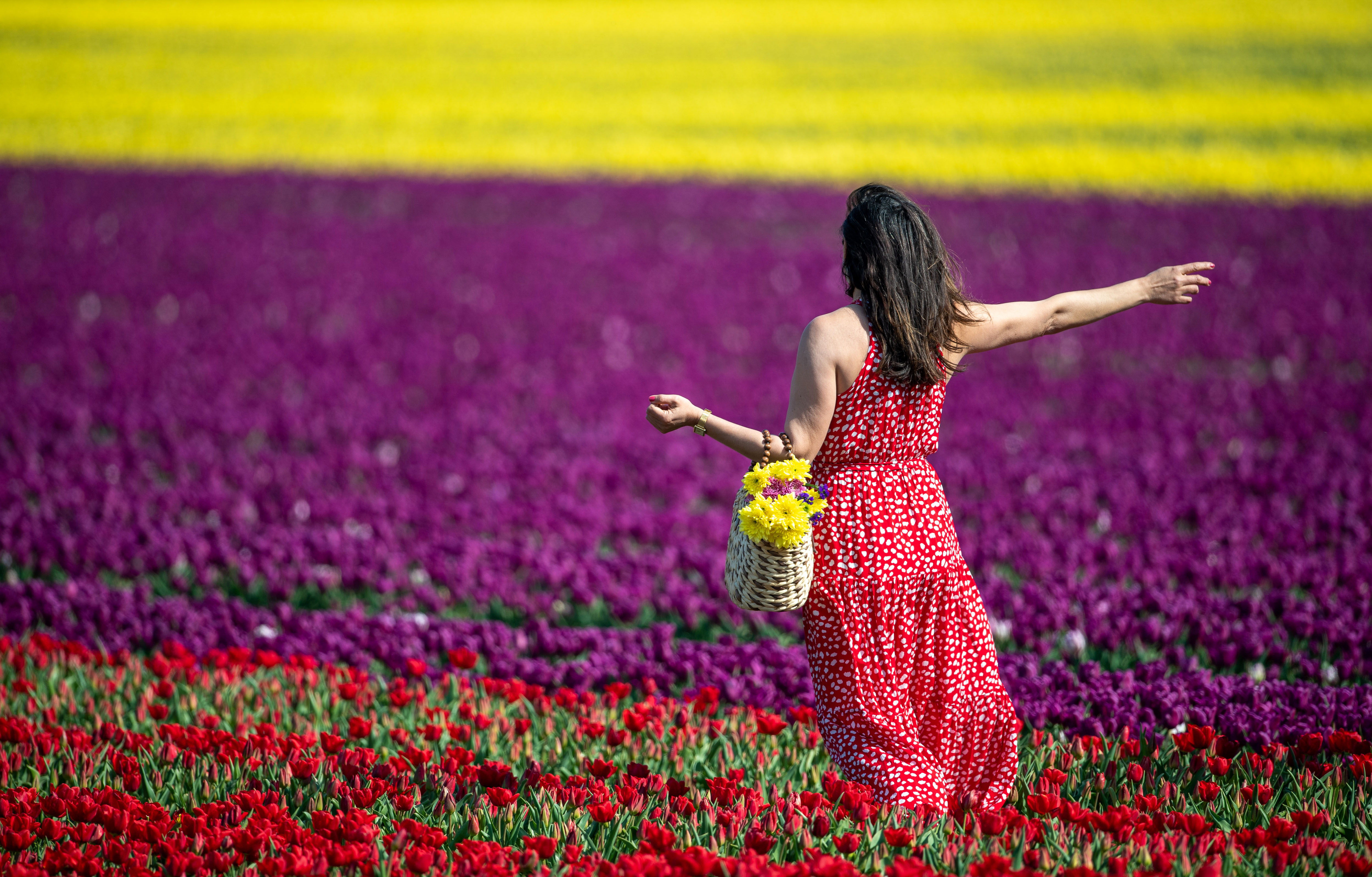 Marcia from Norwich walks amongst thousands of tulips. (Joe Giddens/ PA)