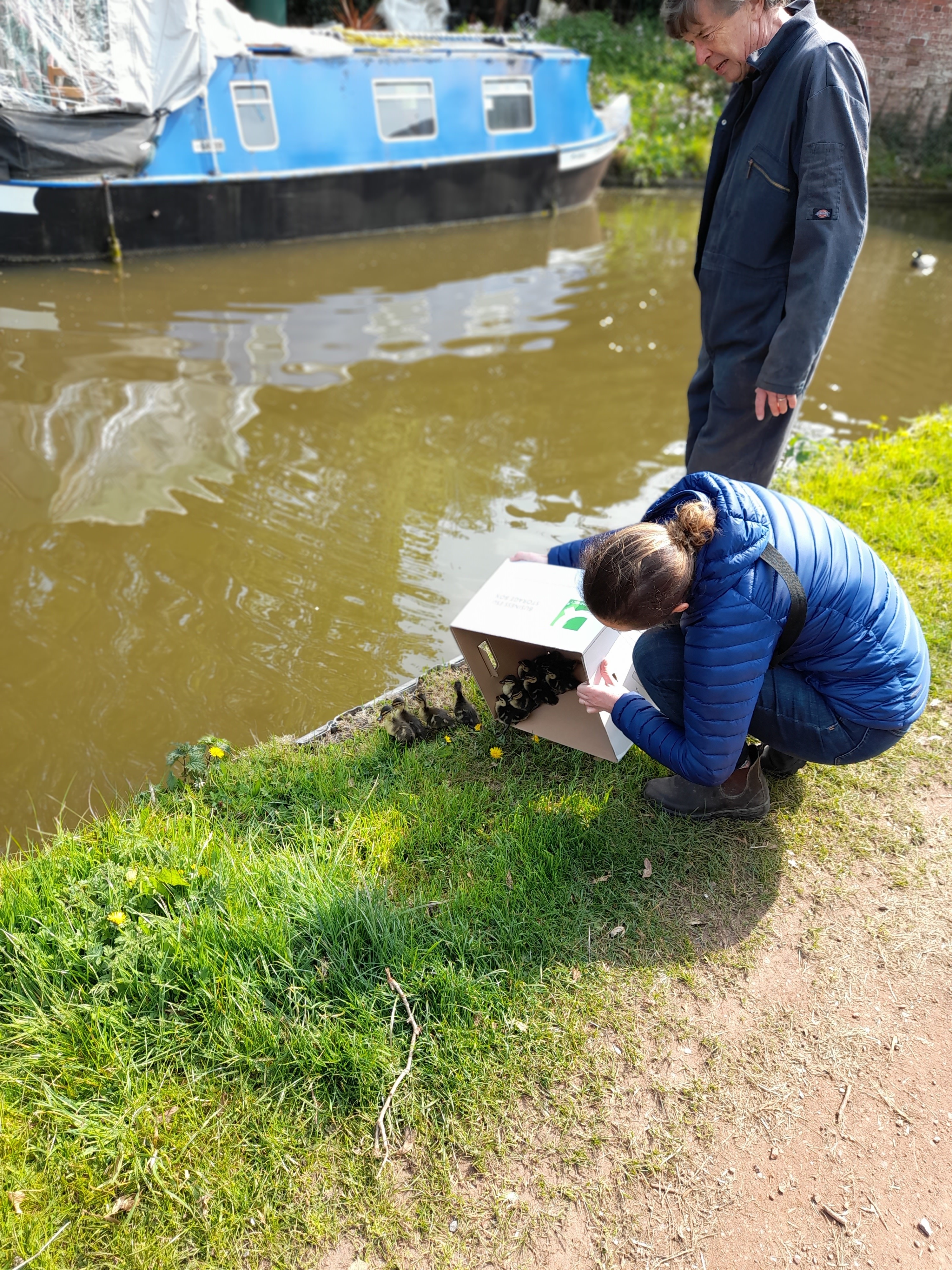 The ducklings were released by the canal