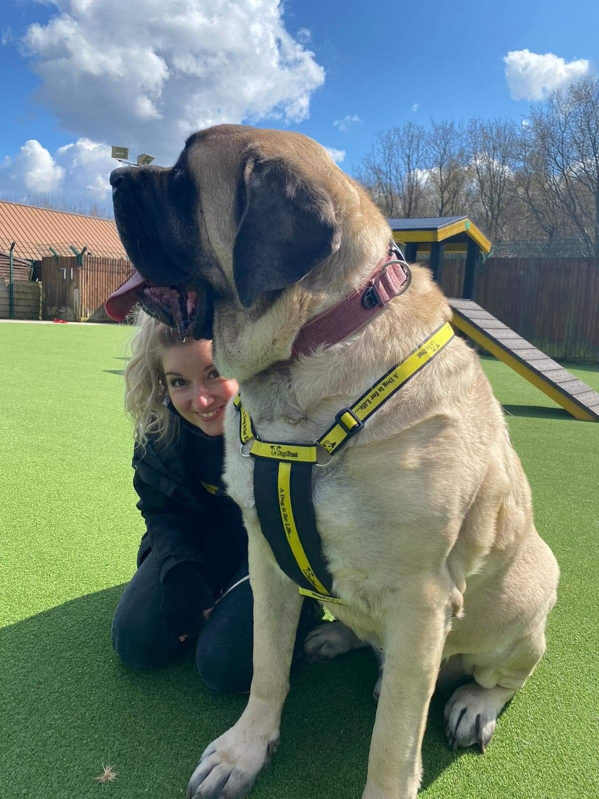 Shelter searches for home for its 'biggest ever' dog ...