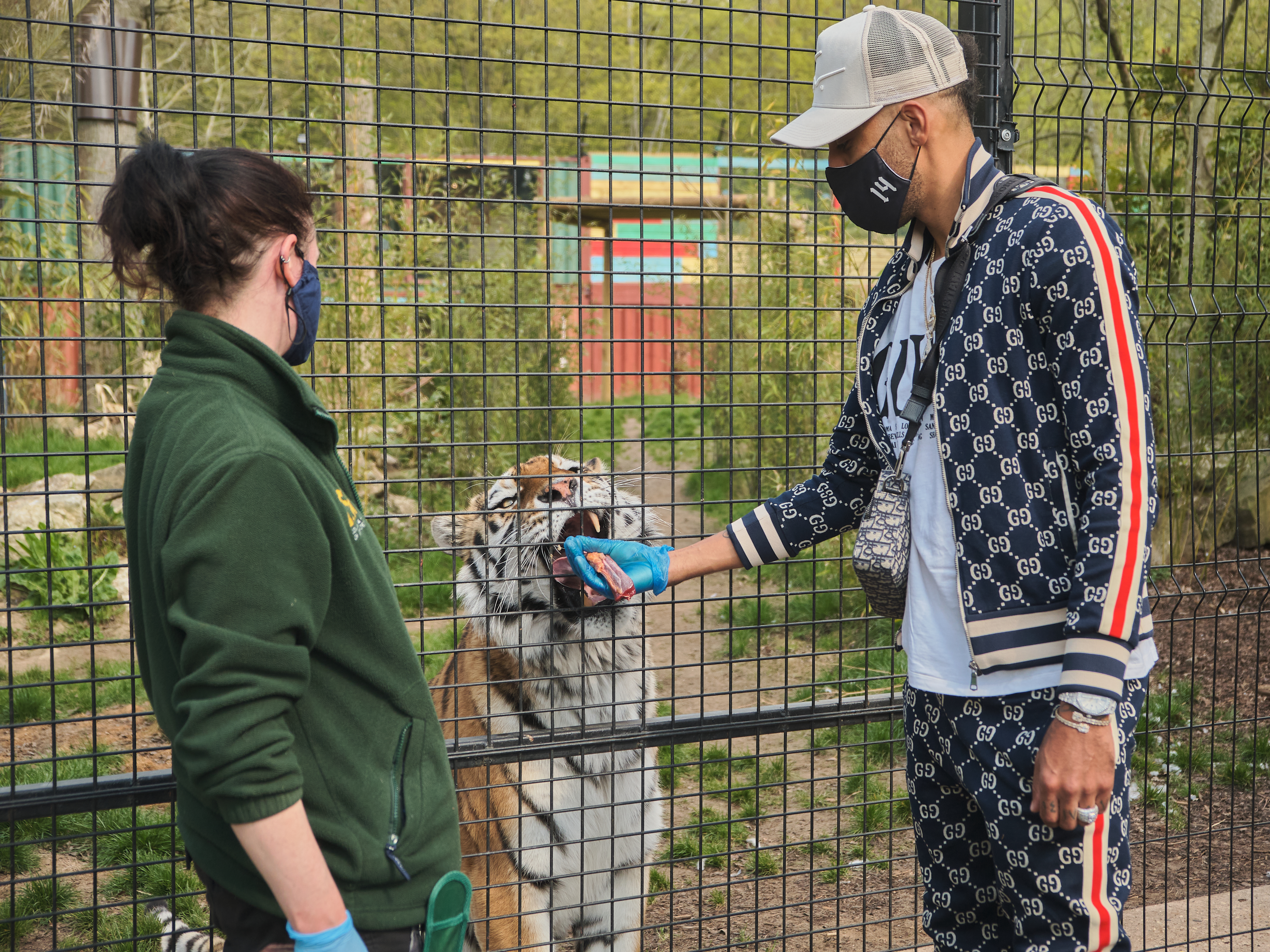 Pierre-Emerick Aubameyang feeds a tiger
