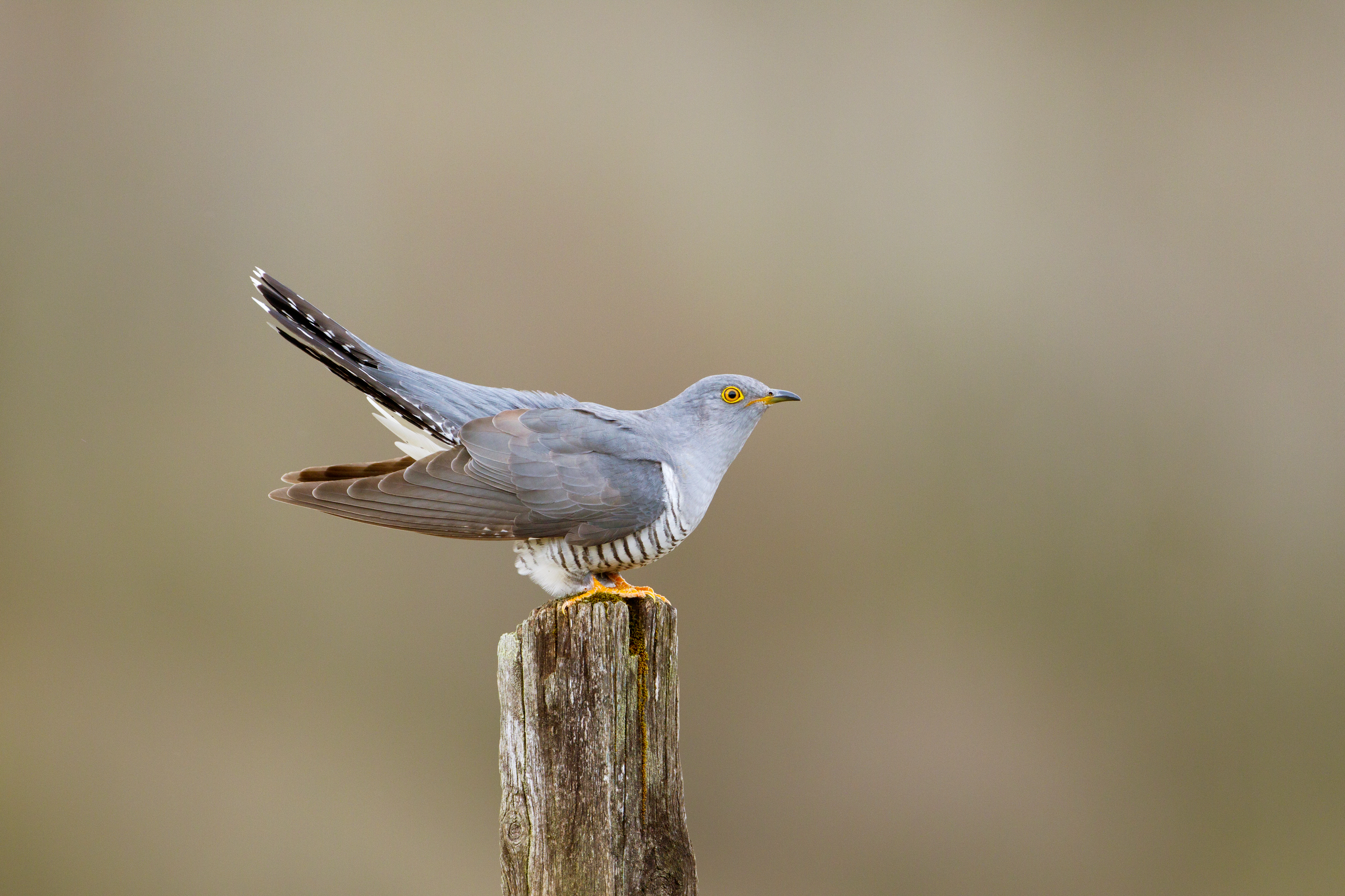 A cuckoo, a species whose numbers have declined significantly in recent years (Edmund Fellowes/BTO/PA)
