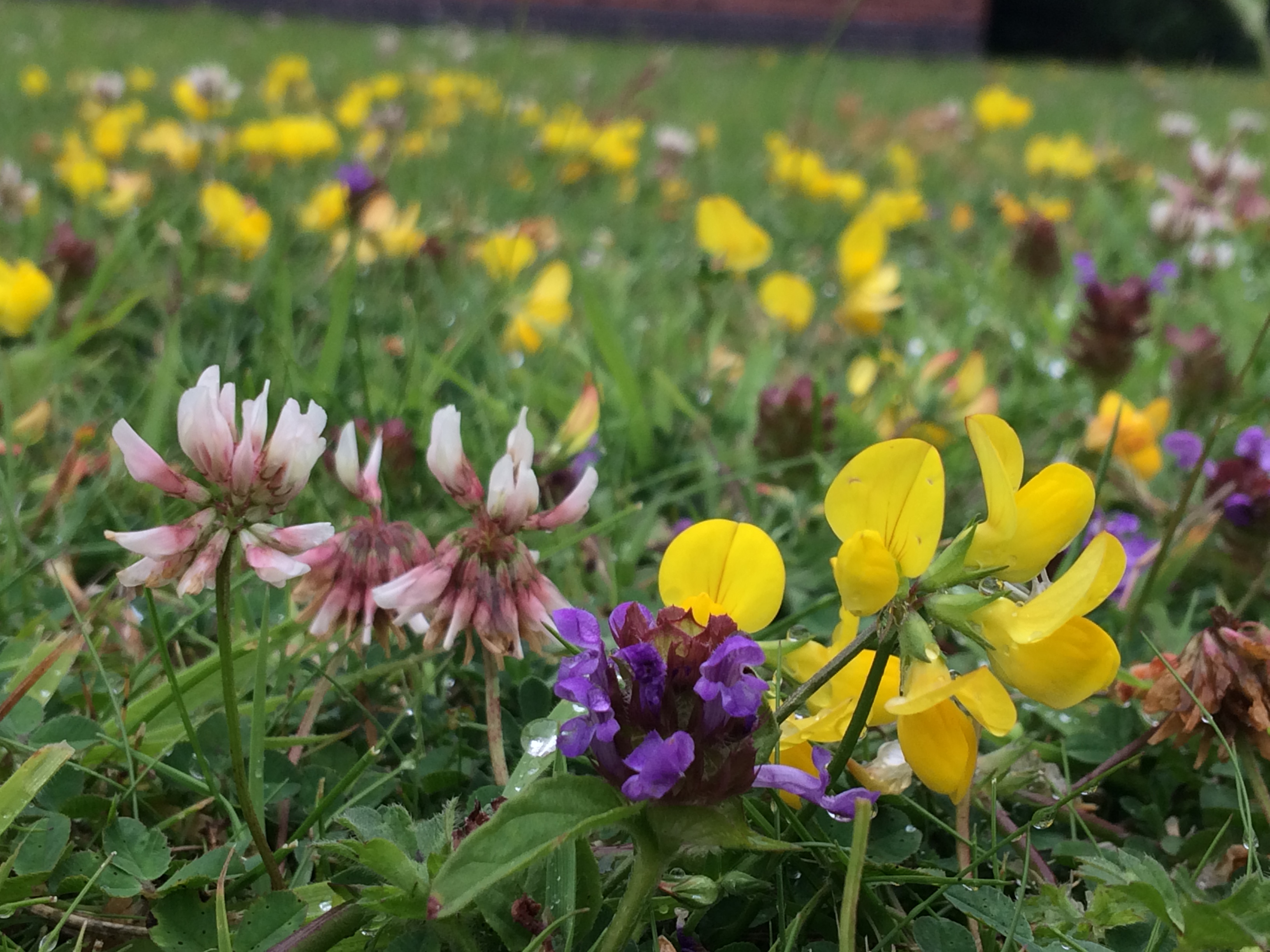 Bird's-foot trefoil, selfheal and clover can help make a lawn more drought resistant (Trevor Dines/Plantlife/PA)