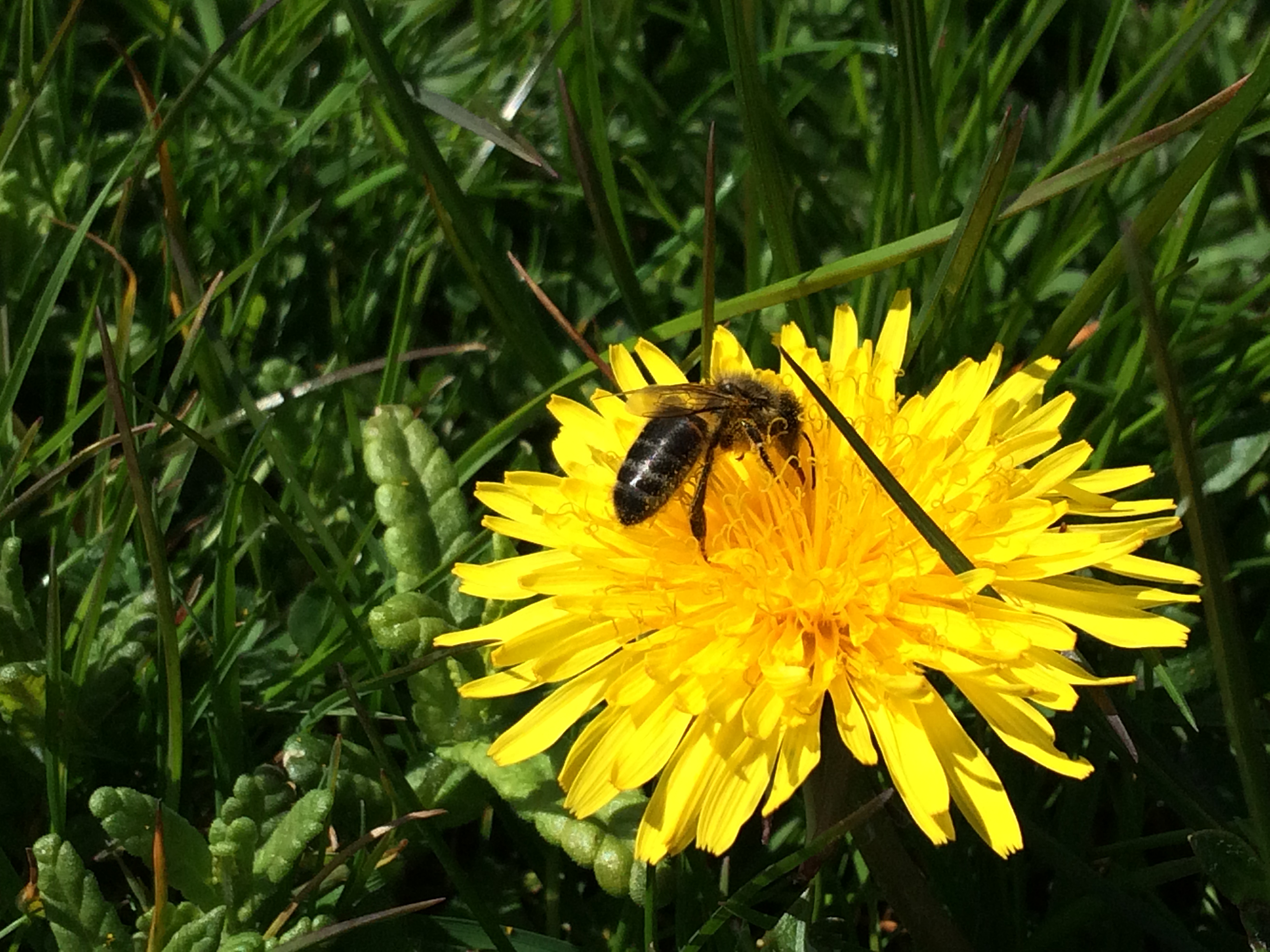 Honeybee on dandelion