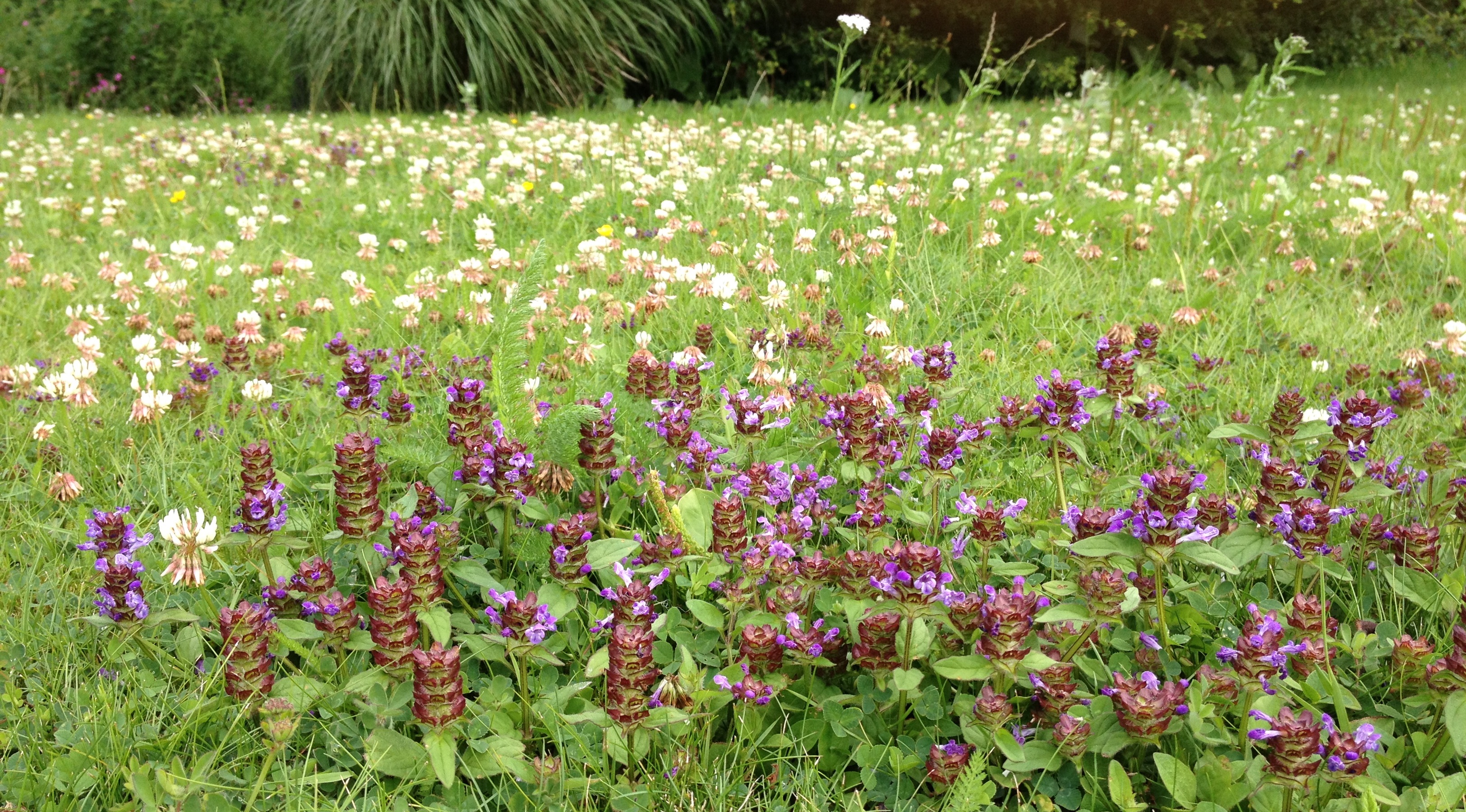 Selfheal and white clover in lawn 