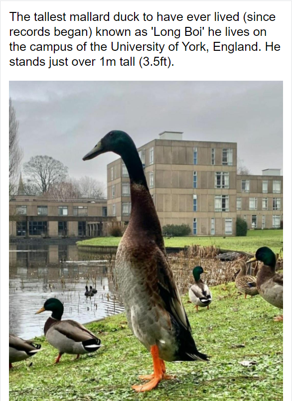 University student ‘very proud’ after tall duck named Long Boi goes ...