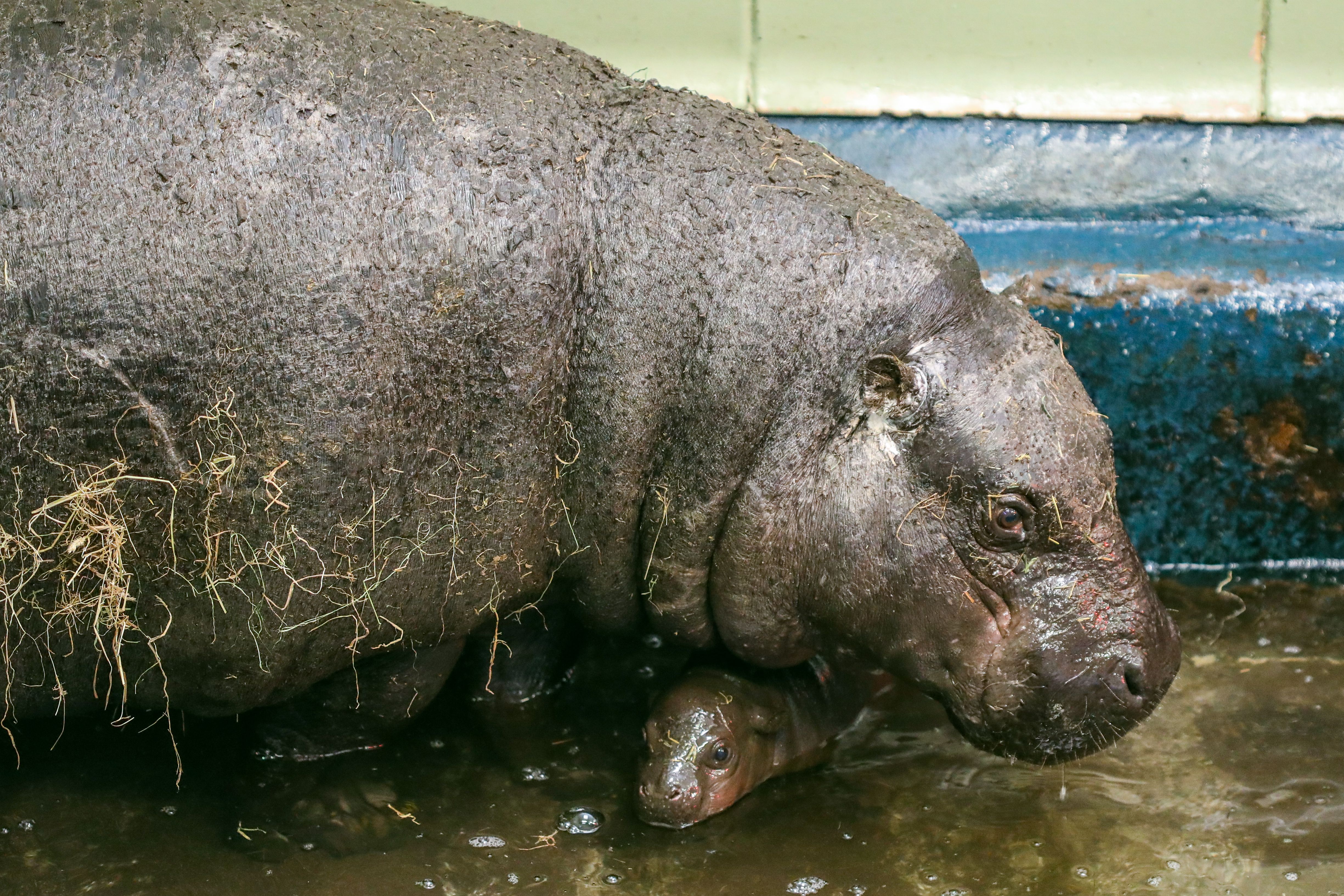 Pygmy hippos