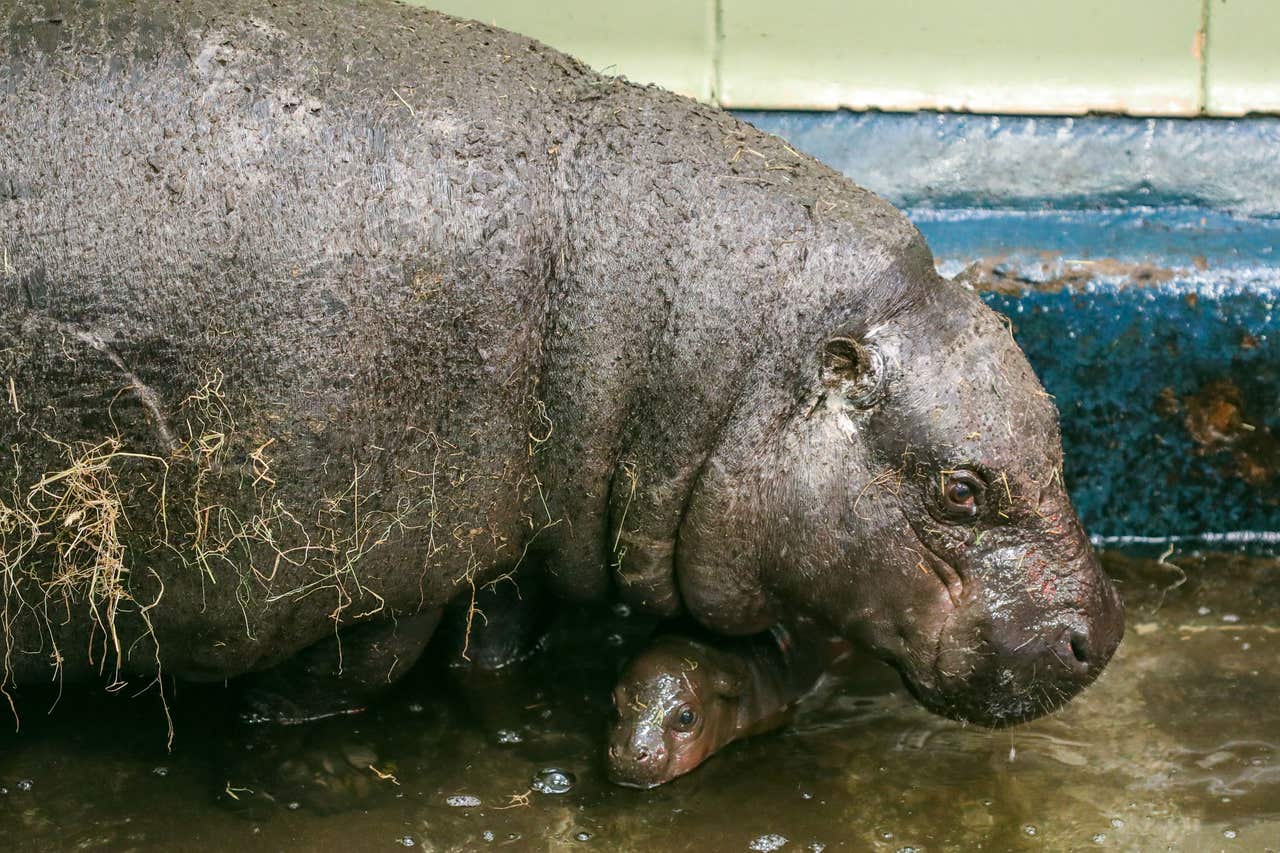 Zoo celebrates birth of endangered pygmy hippo calf | The Gazette