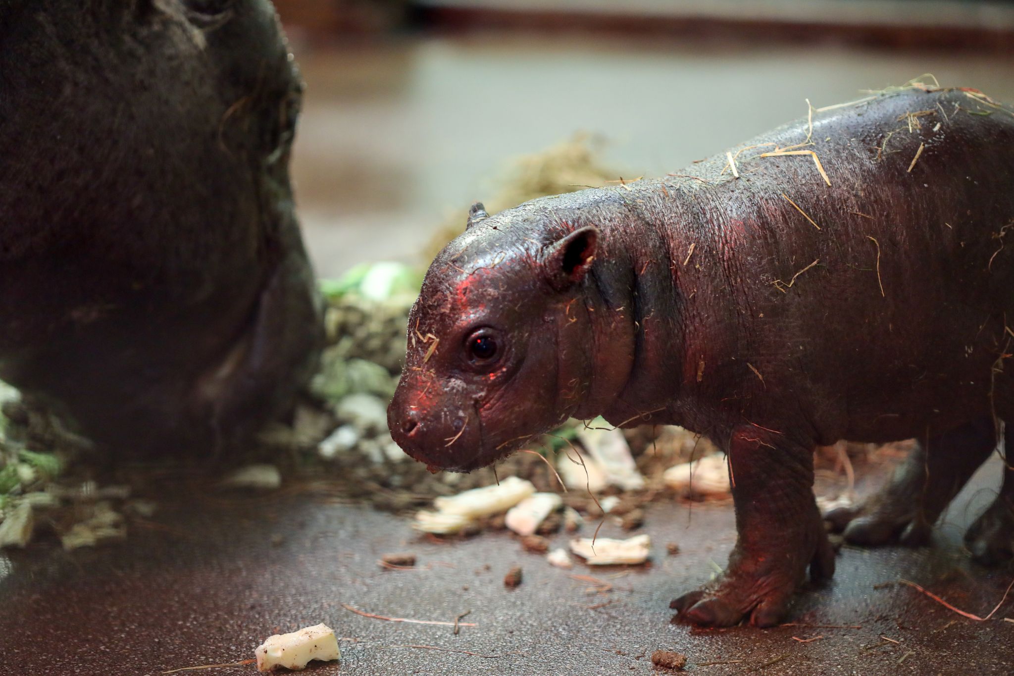 Pygmy hippo