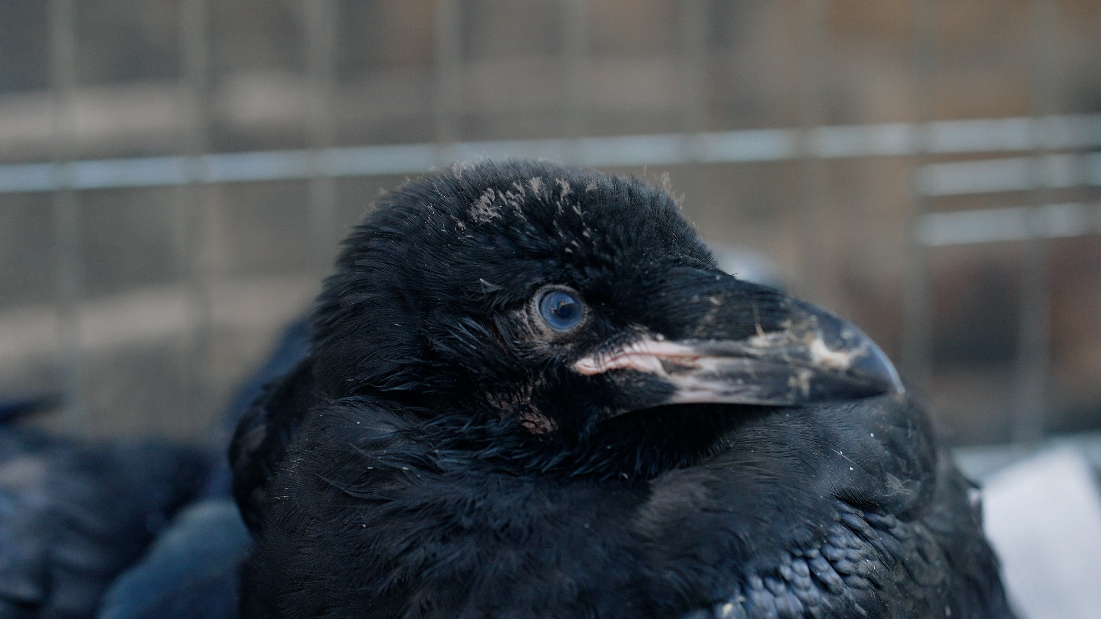 A baby raven at the Tower of London - the raven is looking to its left, with a black and pale beak and a blue eye. In the background are the bars of the cage