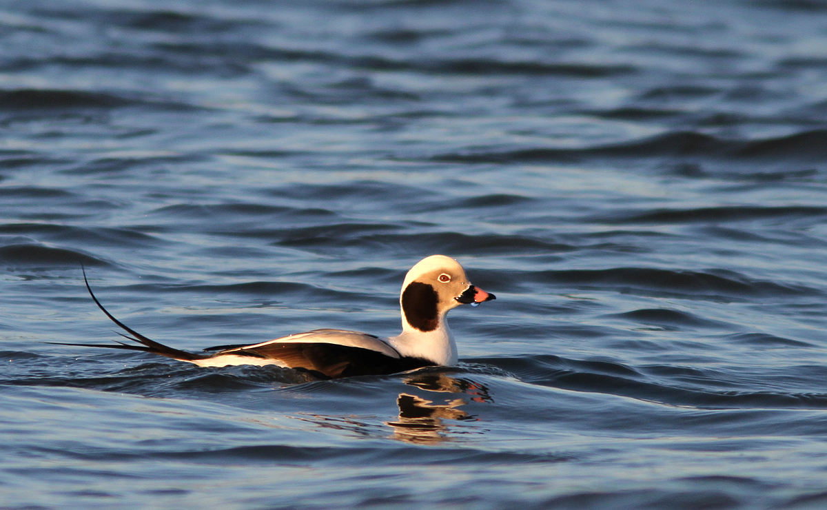 Long tailed duck (Julius Morkunas/PA)