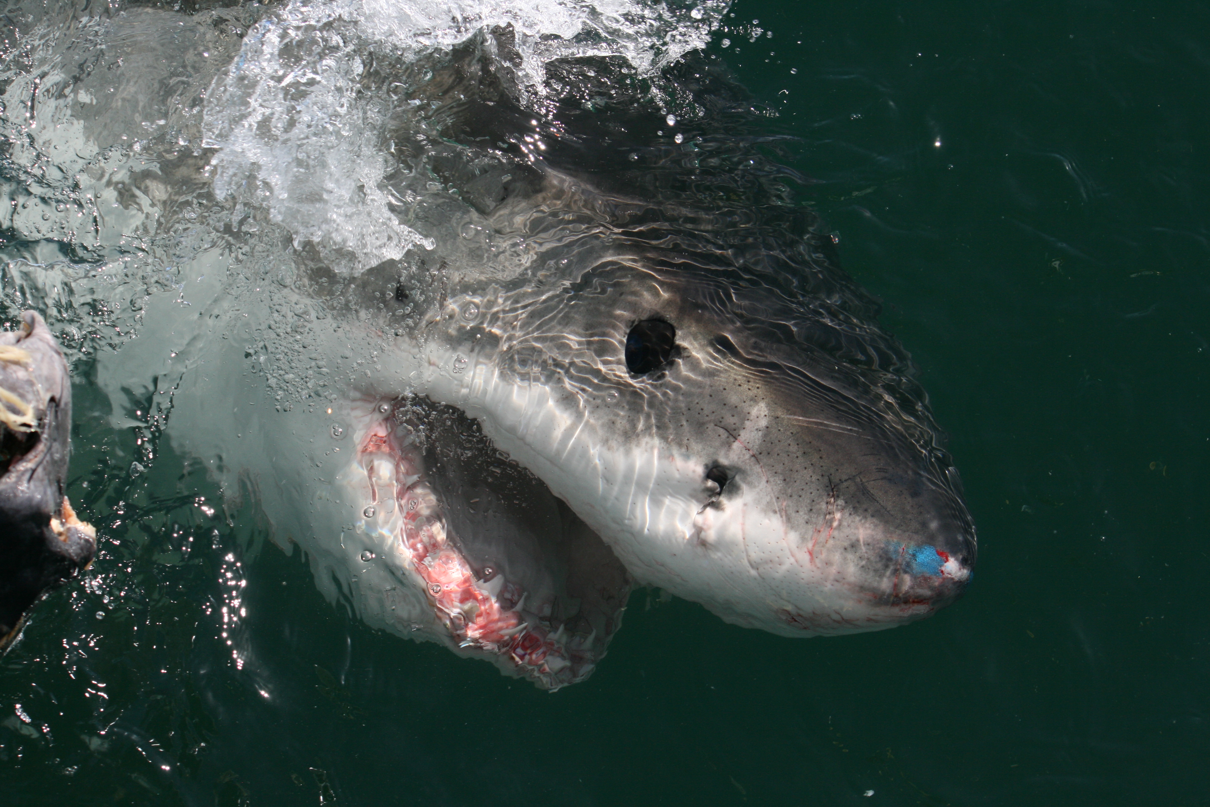 Juvenile great white sharks