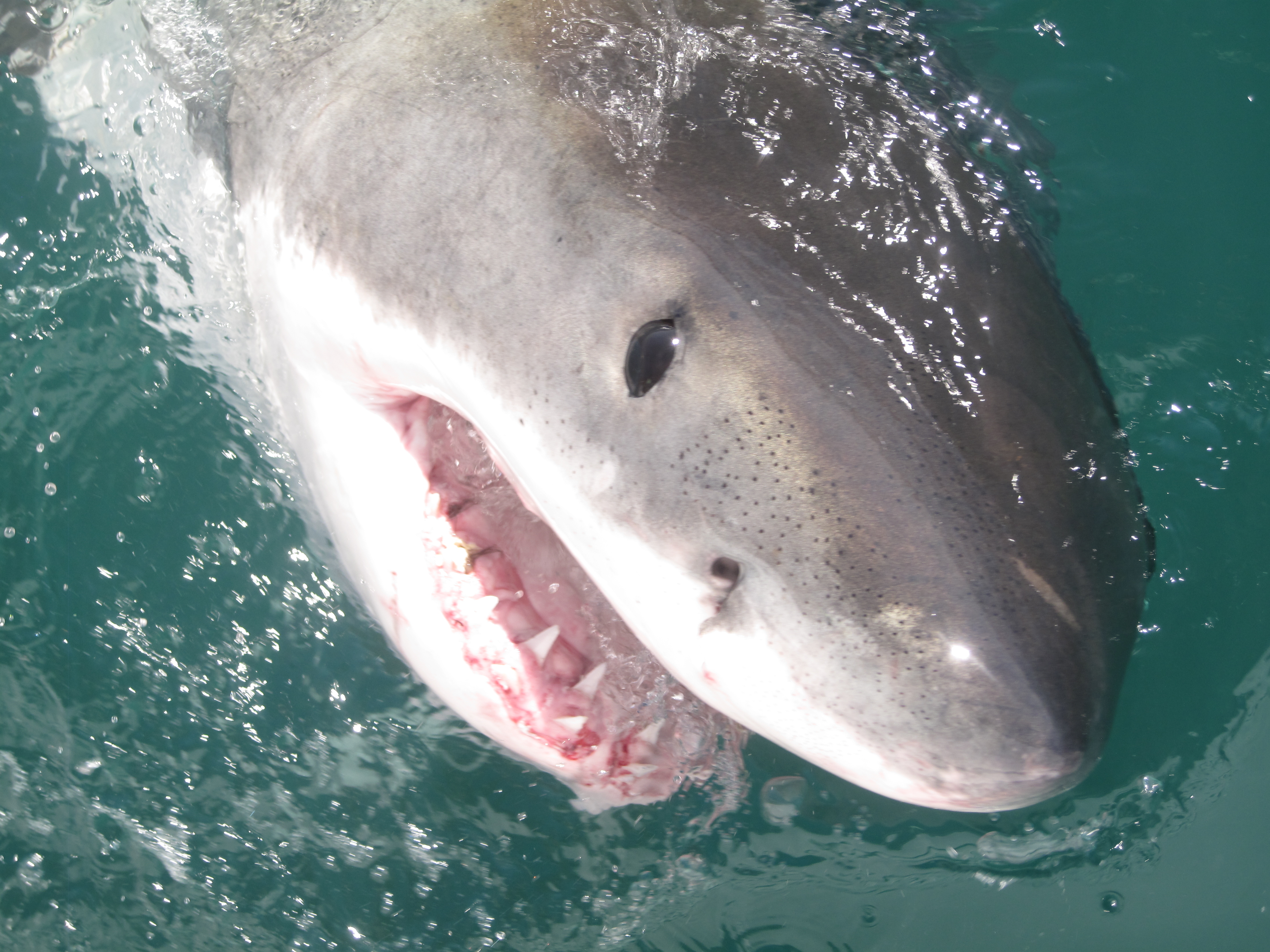 Juvenile great white sharks