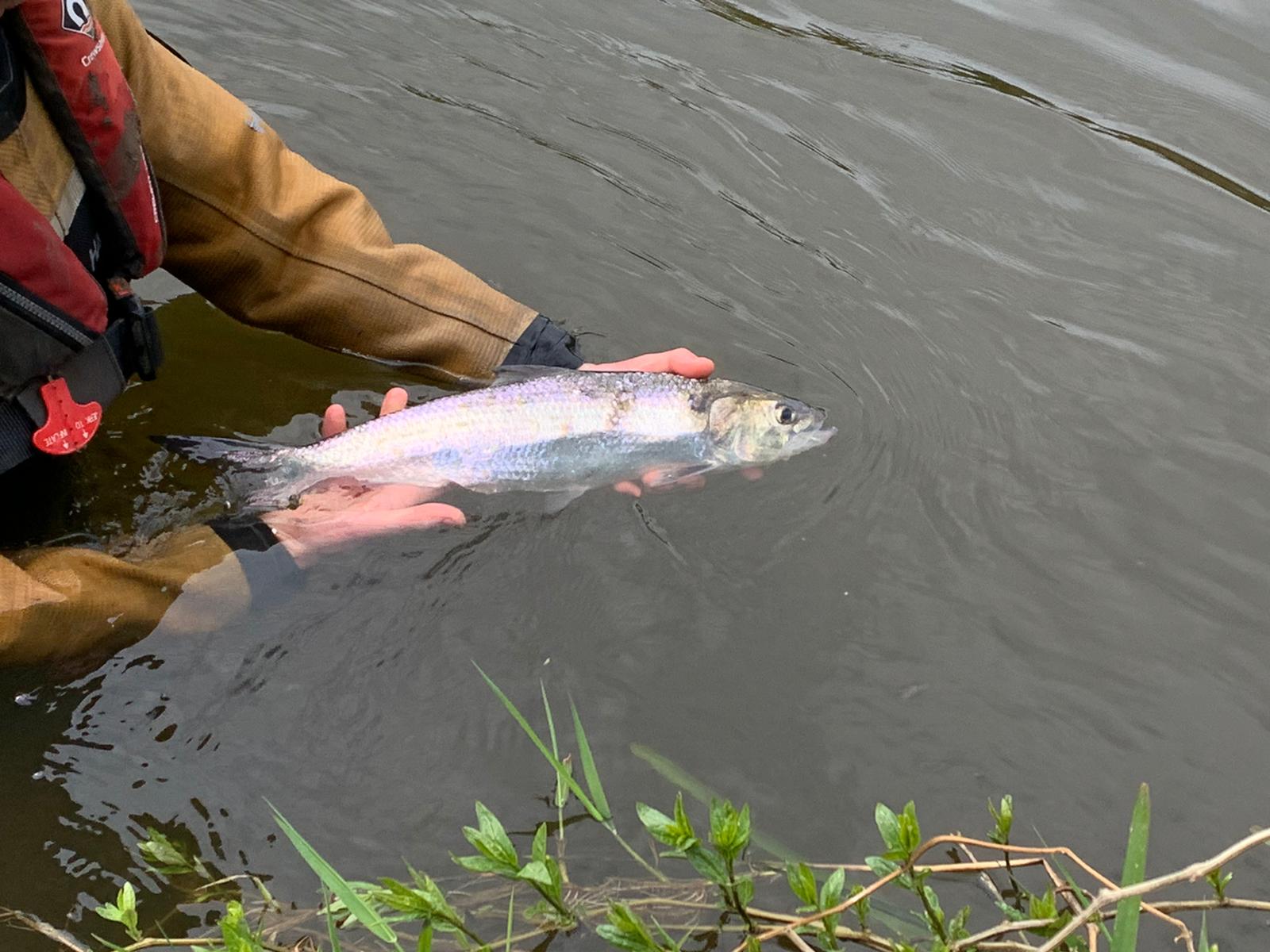 Twaite Shad released back into River Severn after tagging with an acoustic device (Unlocking the Severn project/PA)