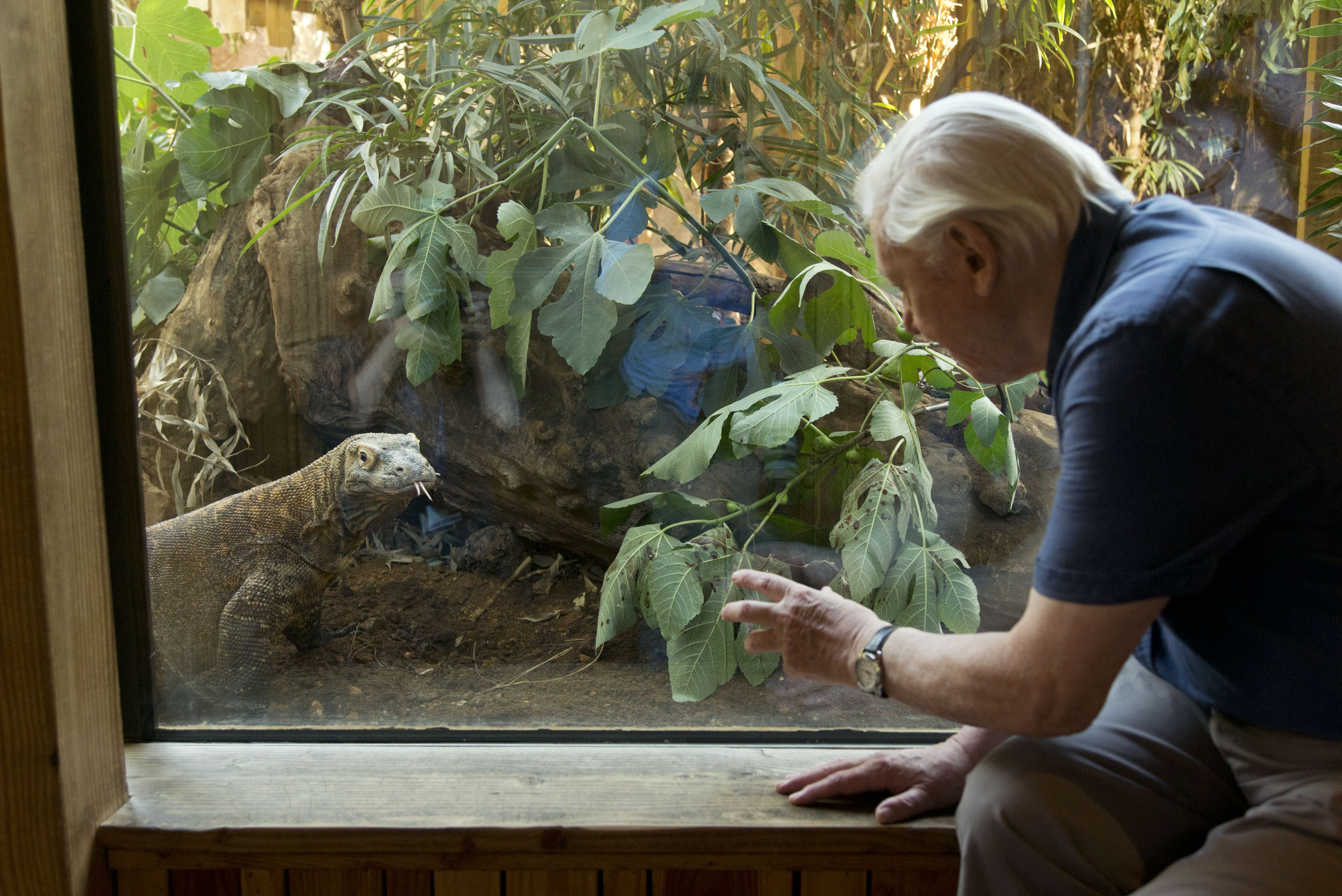 Sir David Attenborough with Ganas, a six year old Komodo dragon at ZSL London Zoo in Regent's Park, London 