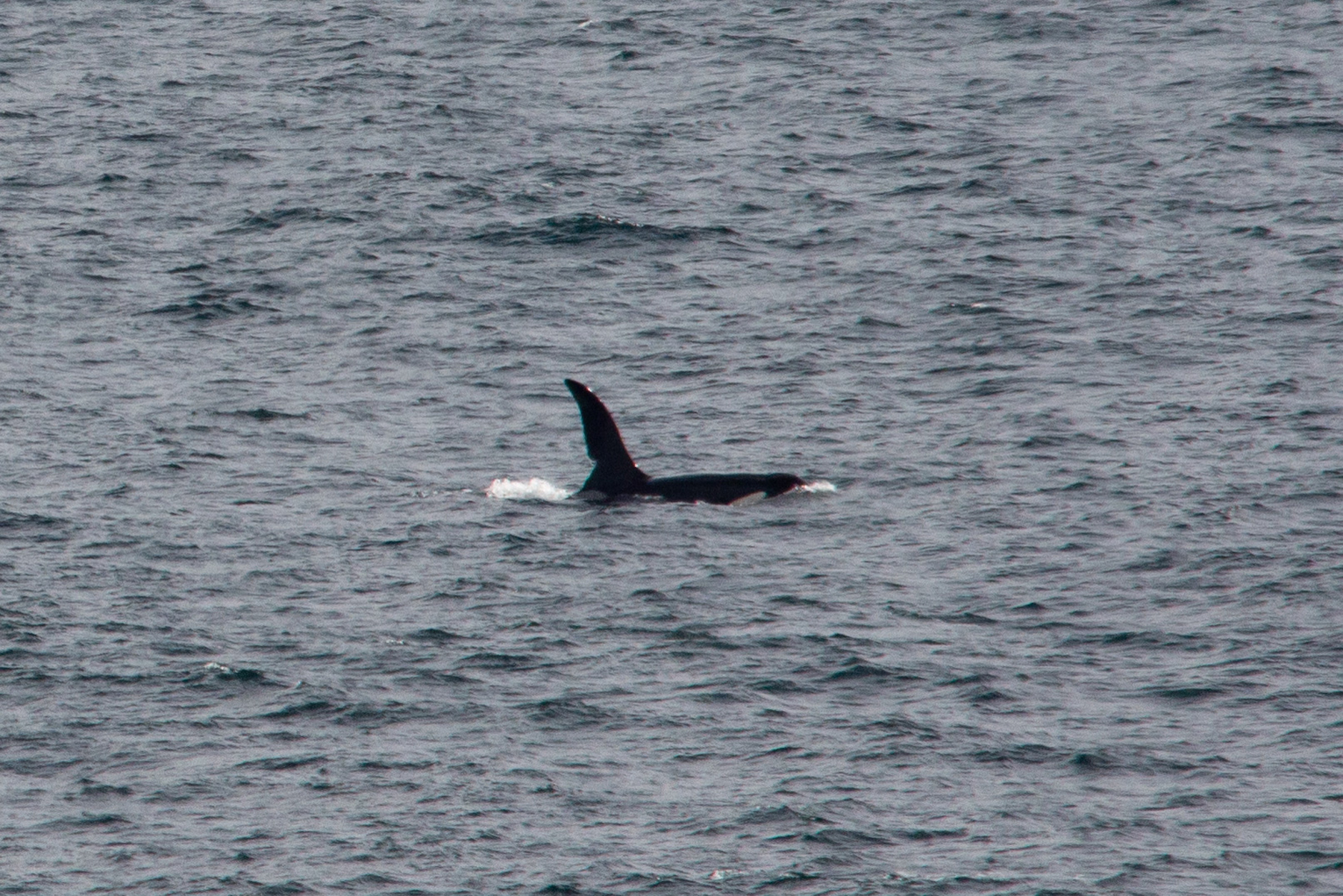 'John Coe' is one of two killer whales photographed off the Cornish coast (Will McEnery/PA)