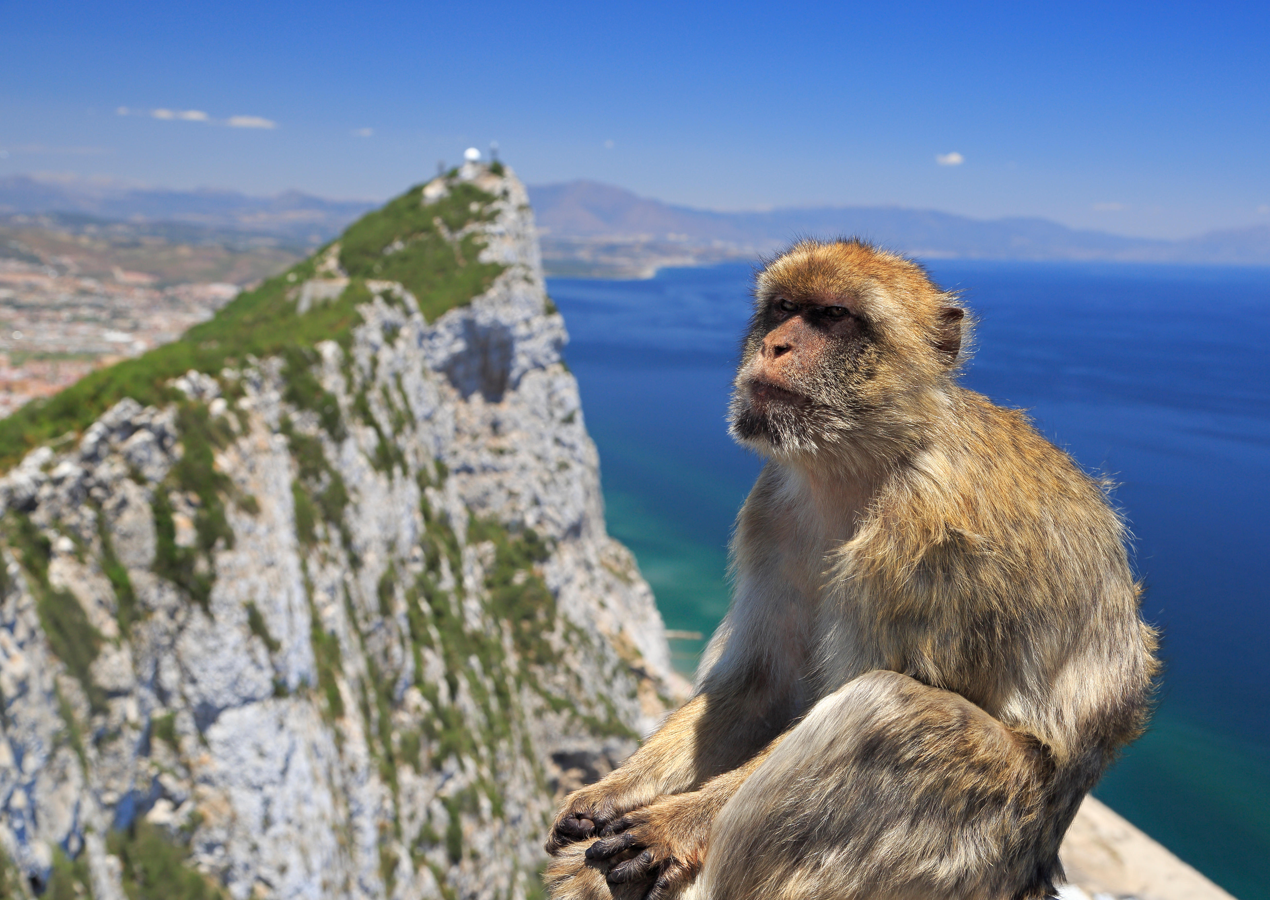 A Barbary macaque on top of the Rock of Gibraltar