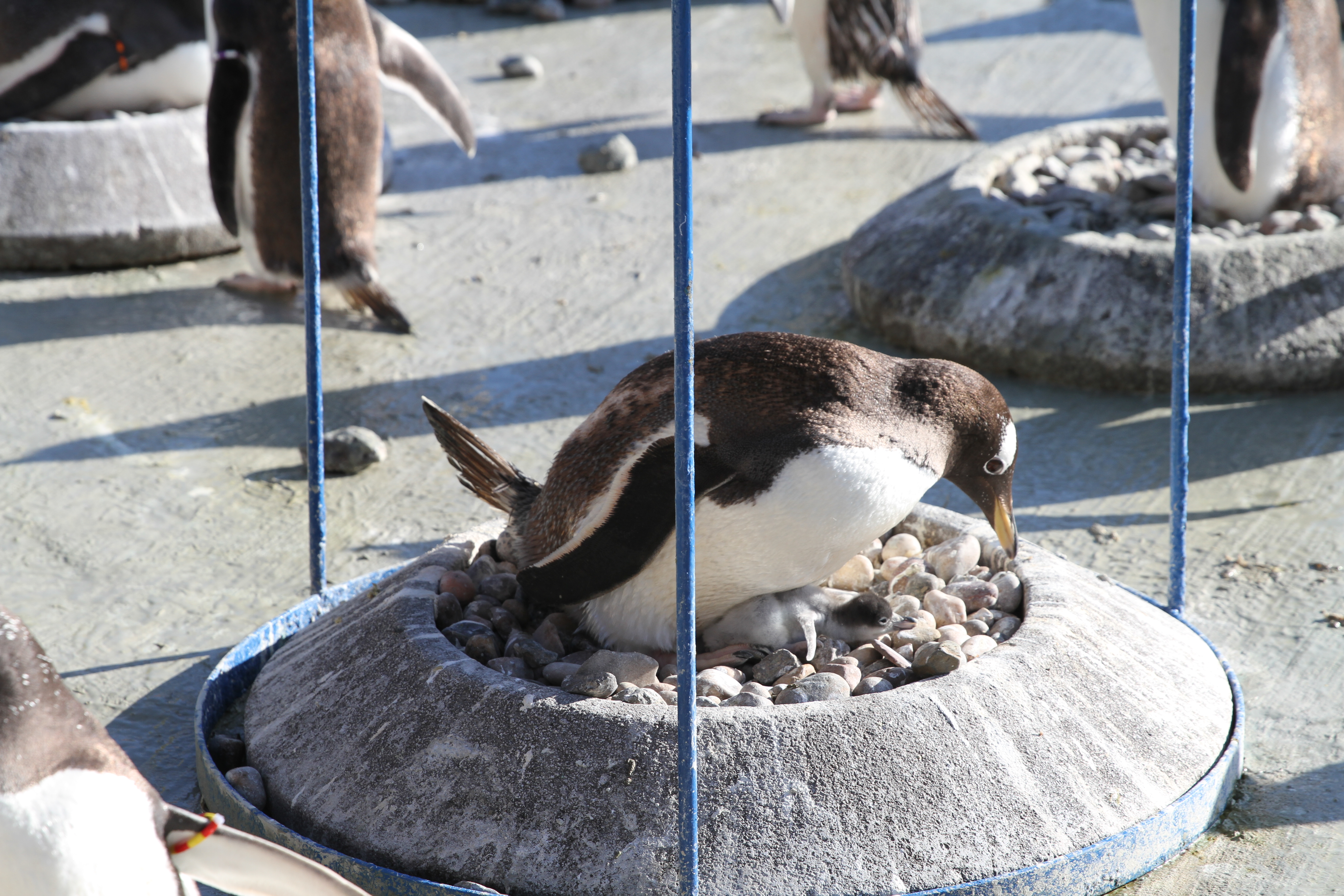 Gentoo penguins