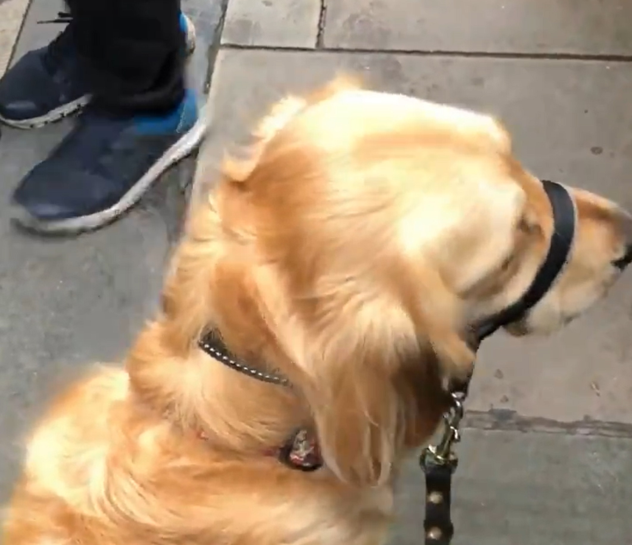 A gold-coloured guide dog stands on a grey pavement in front of a person wearing black trousers and blue shoes