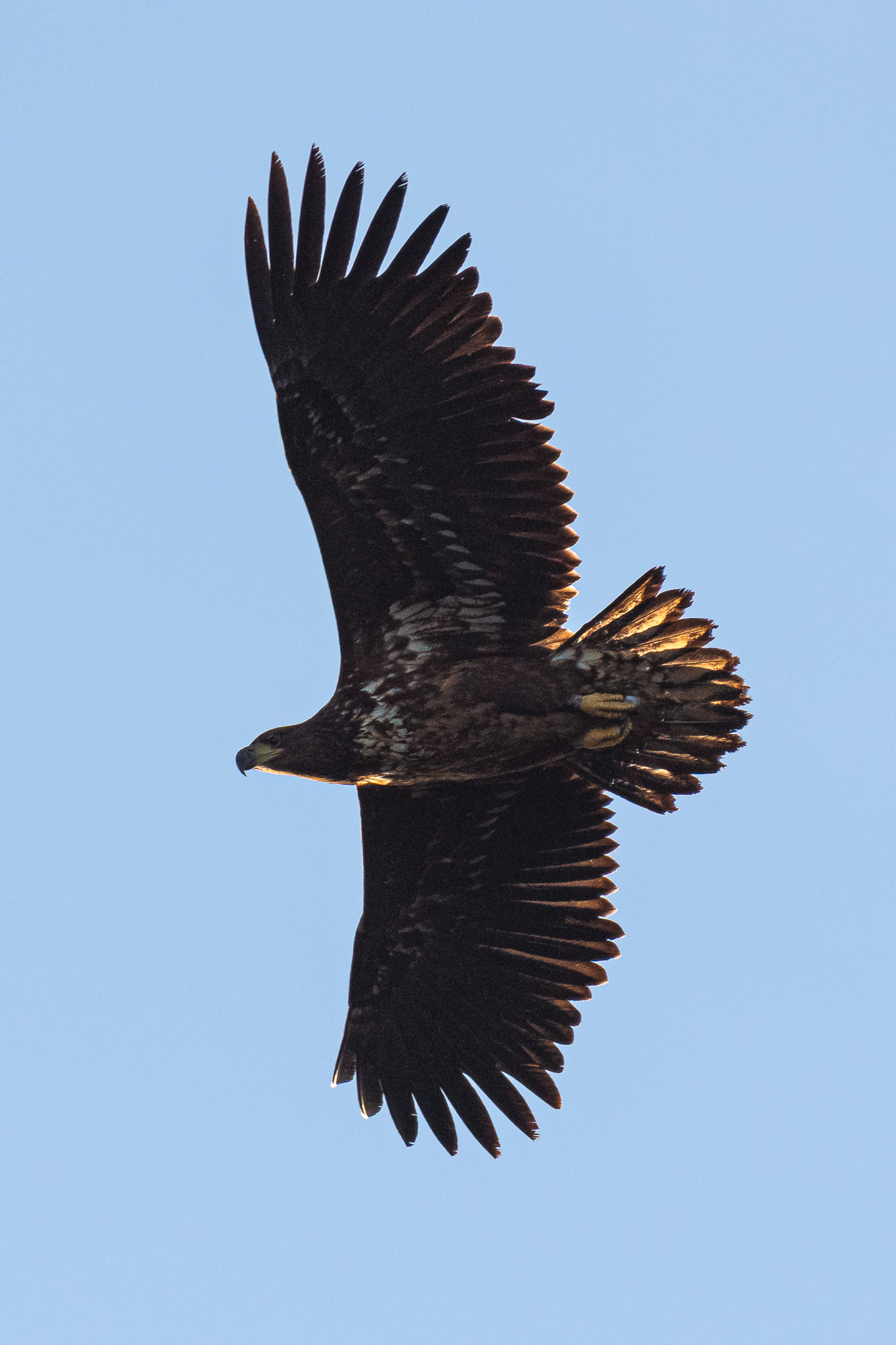 A white tailed eagle, which are known as 'flying barn doors' because of their size ( Ainsley Bennett/PA)